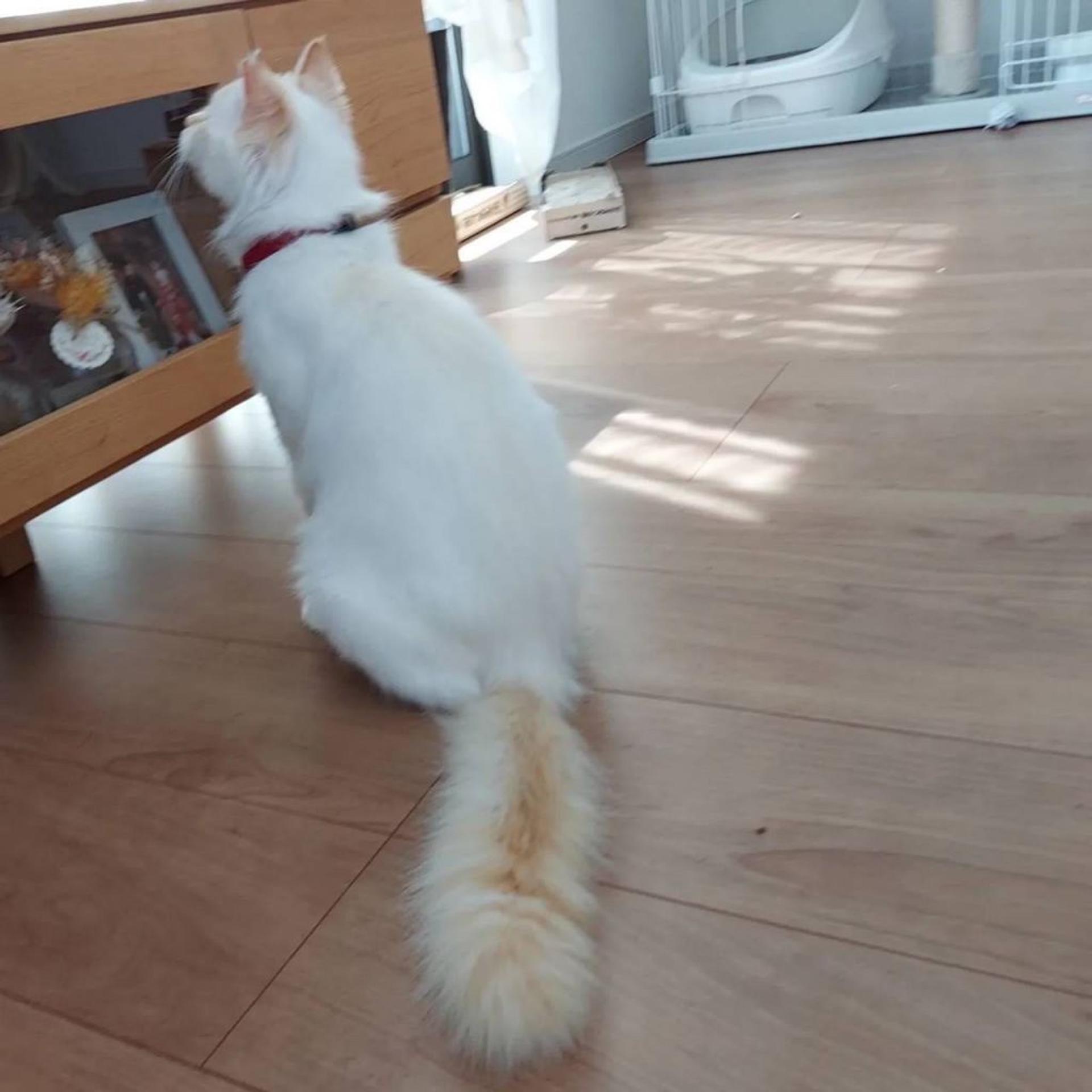 pet-image-4