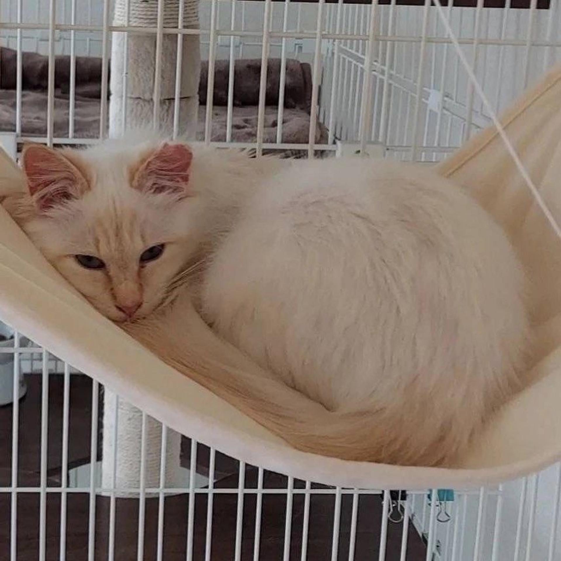 pet-image-5