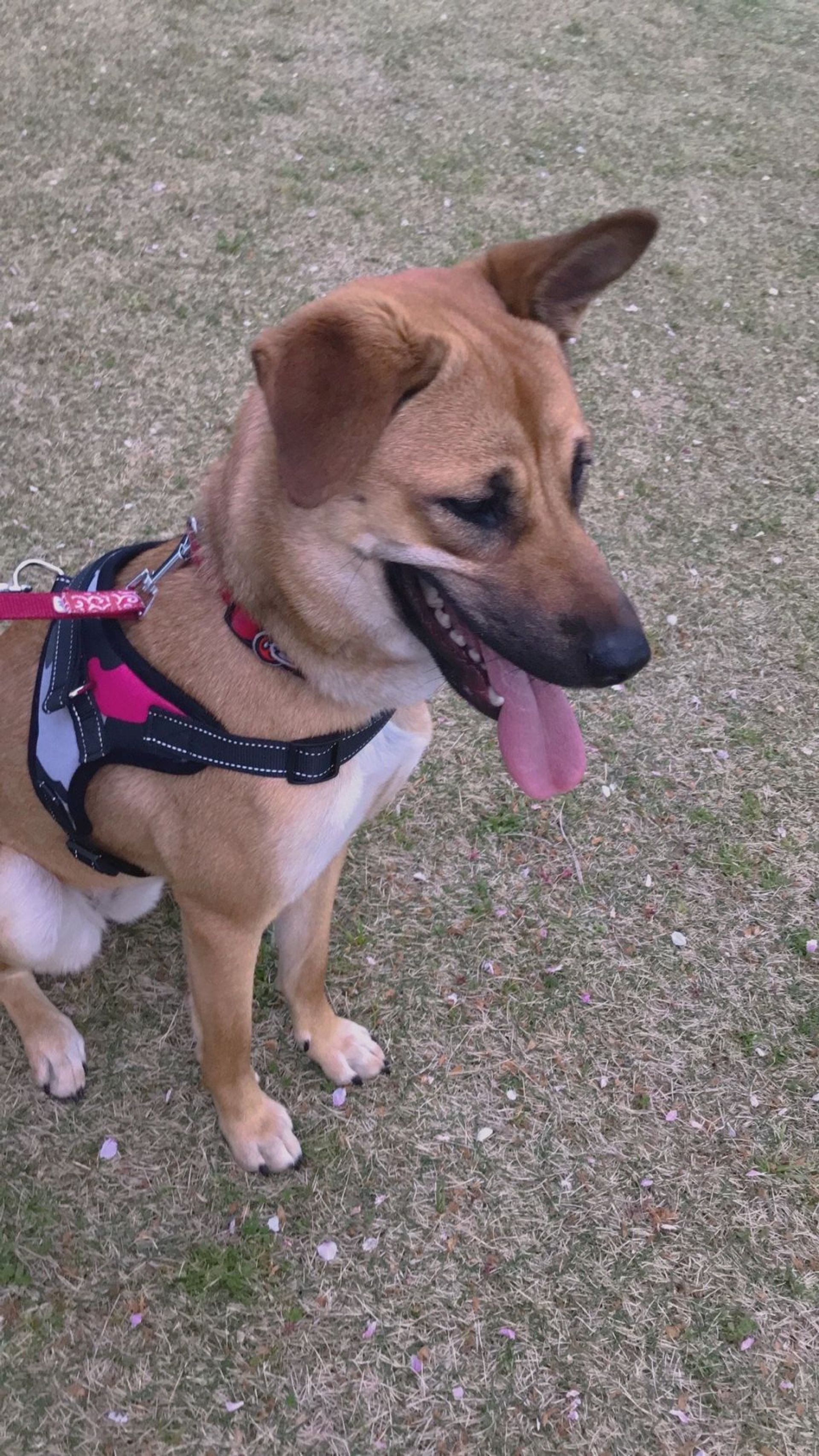 雑種（ミックス犬）・メスの里親募集の写真