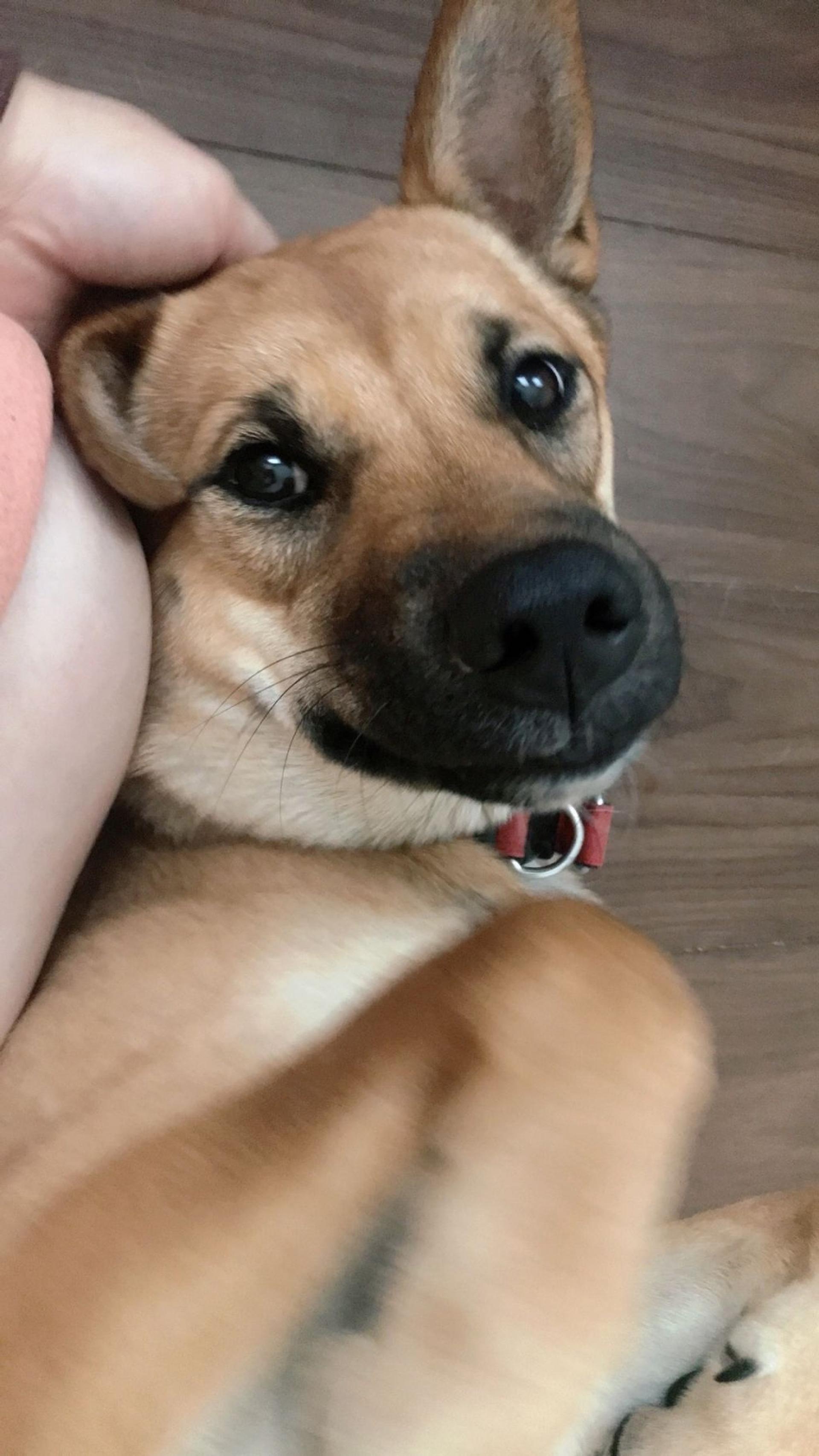 pet-image-2