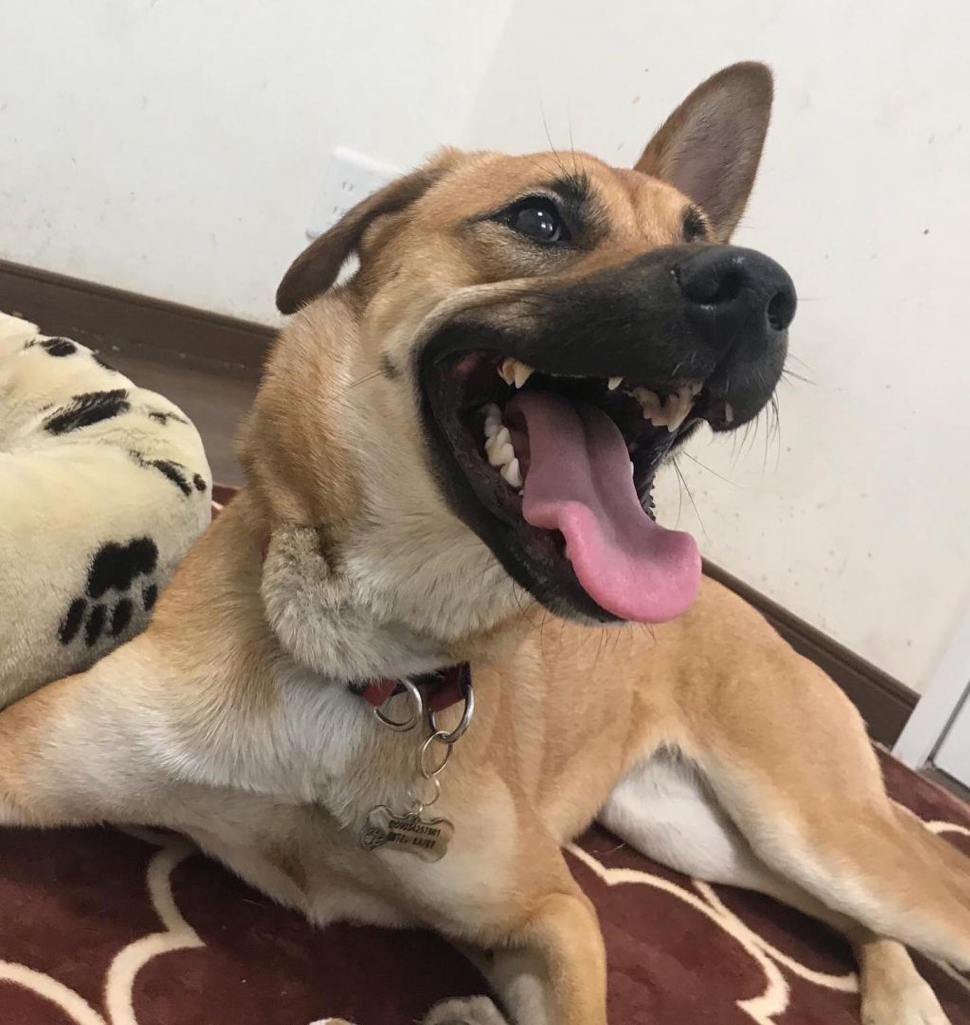 pet-image-4