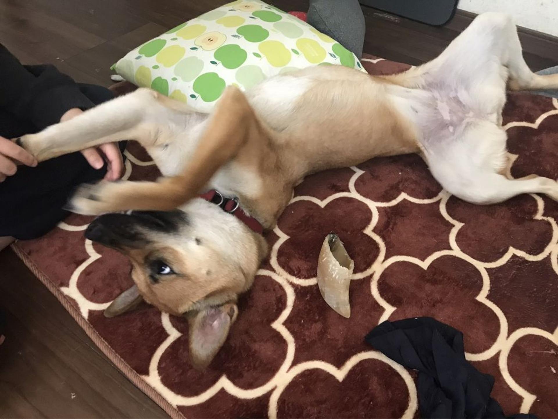 pet-image-6