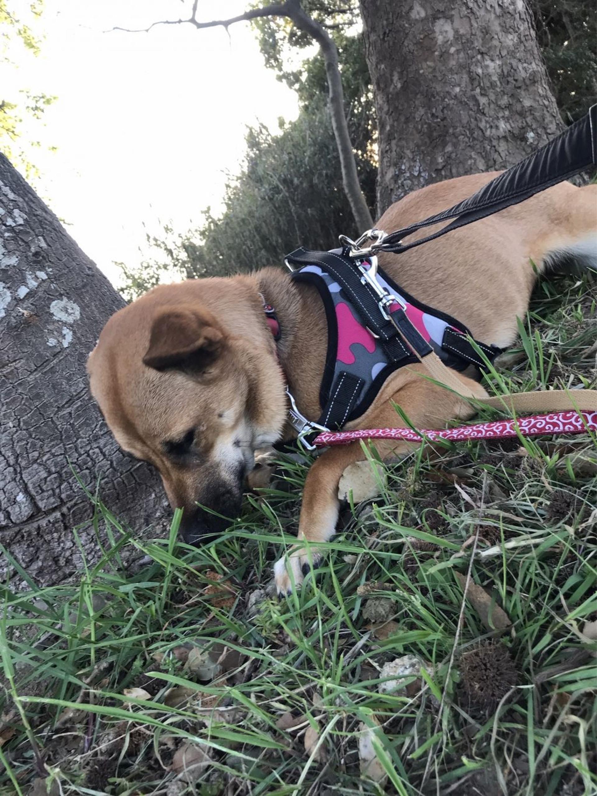 pet-image-7