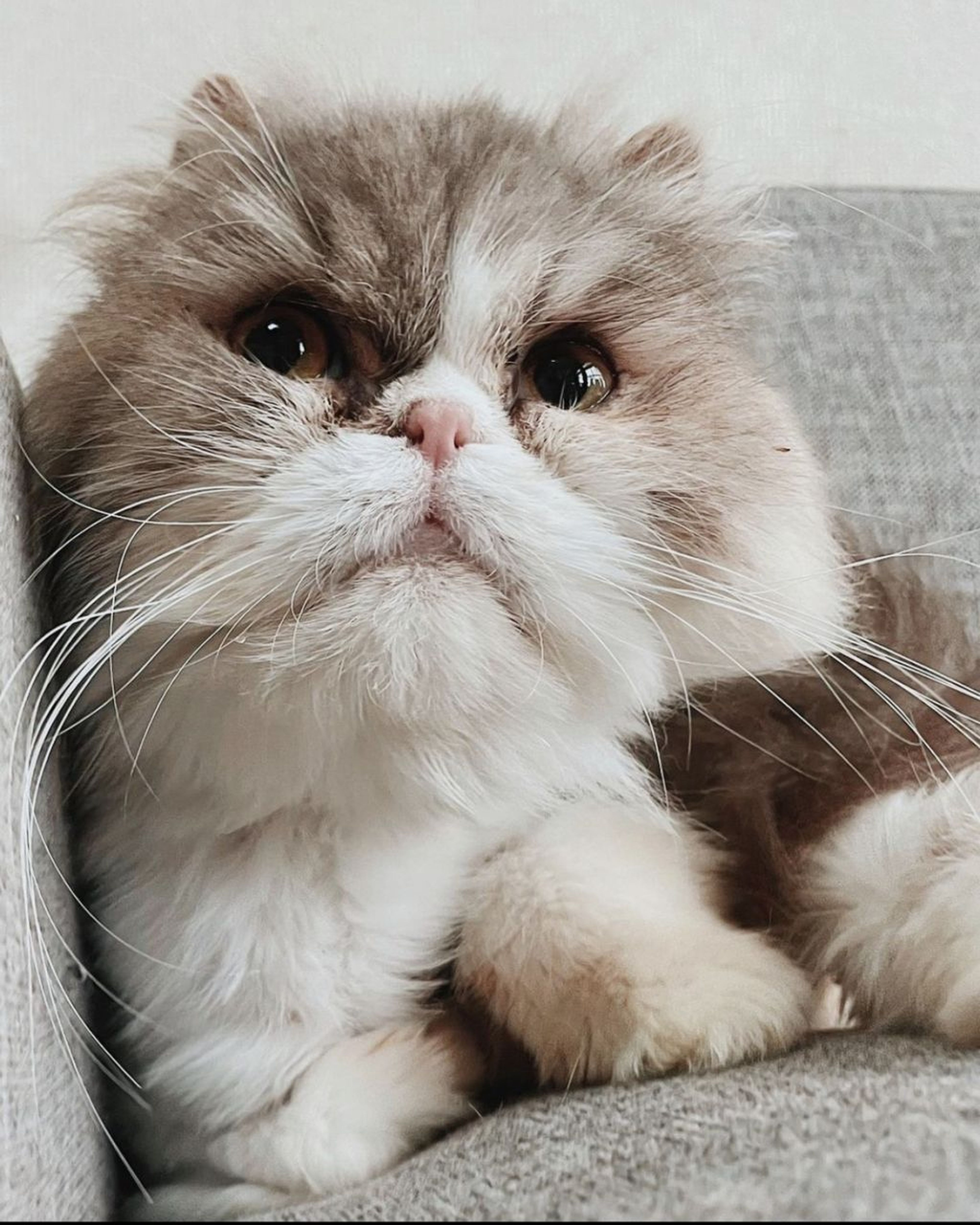 エキゾチックショートヘア・メスの里親募集の写真