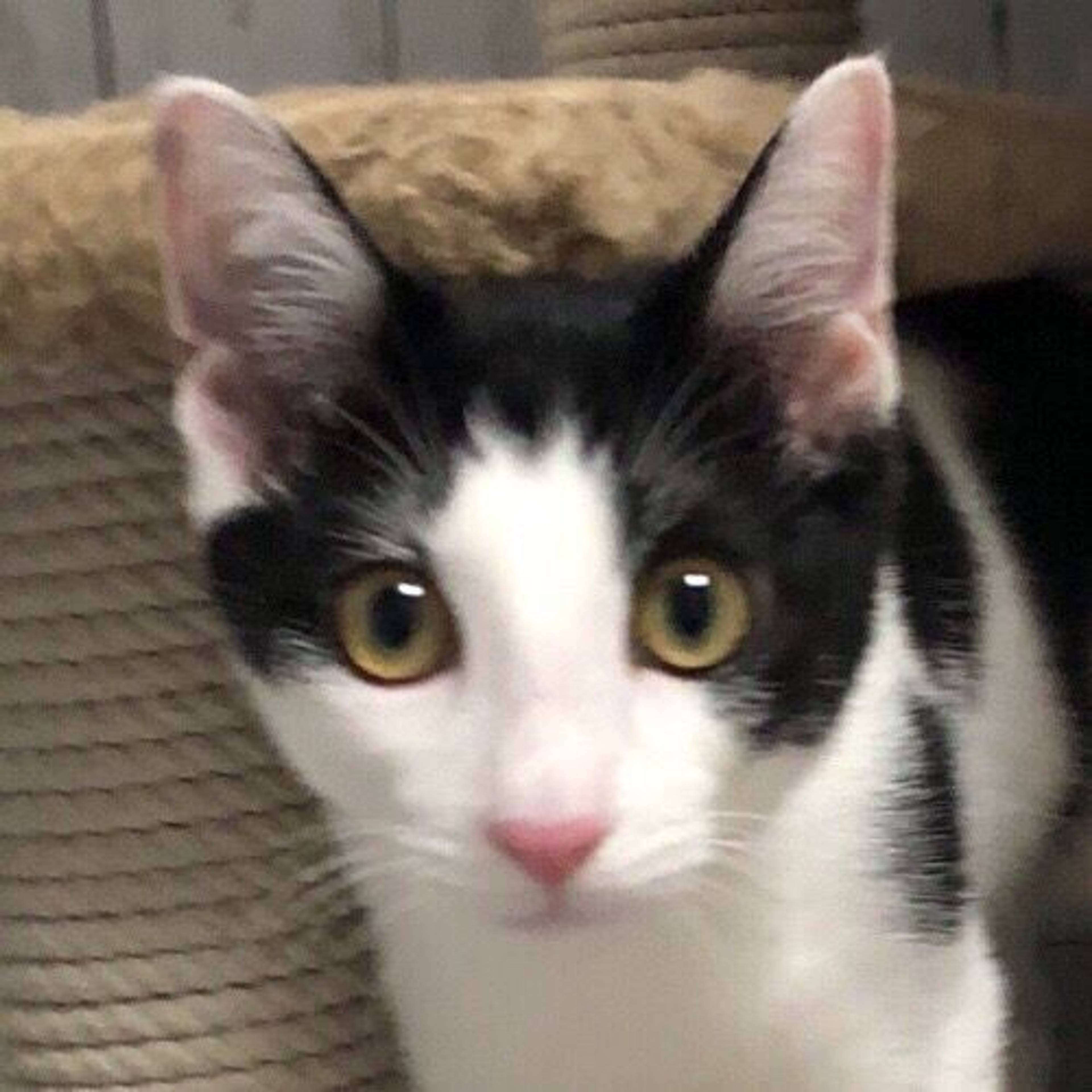 雑種（ミックス猫）・オスの里親募集の写真