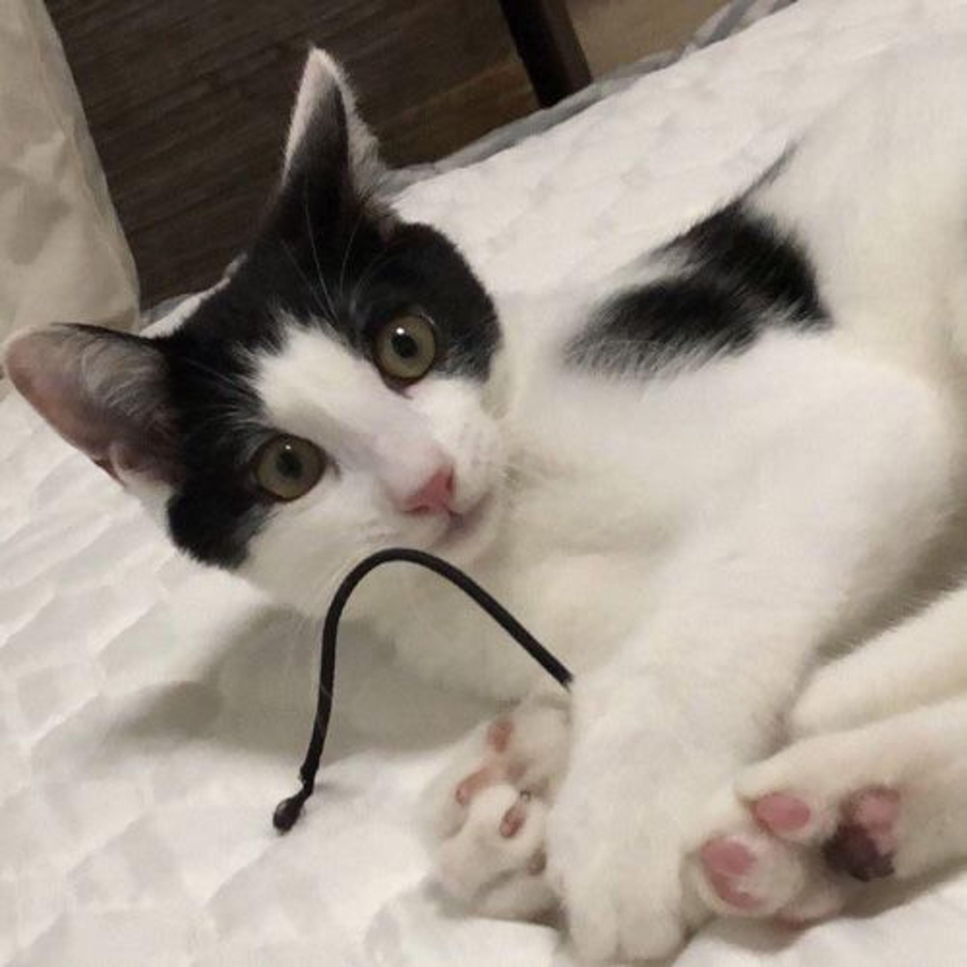 pet-image-3