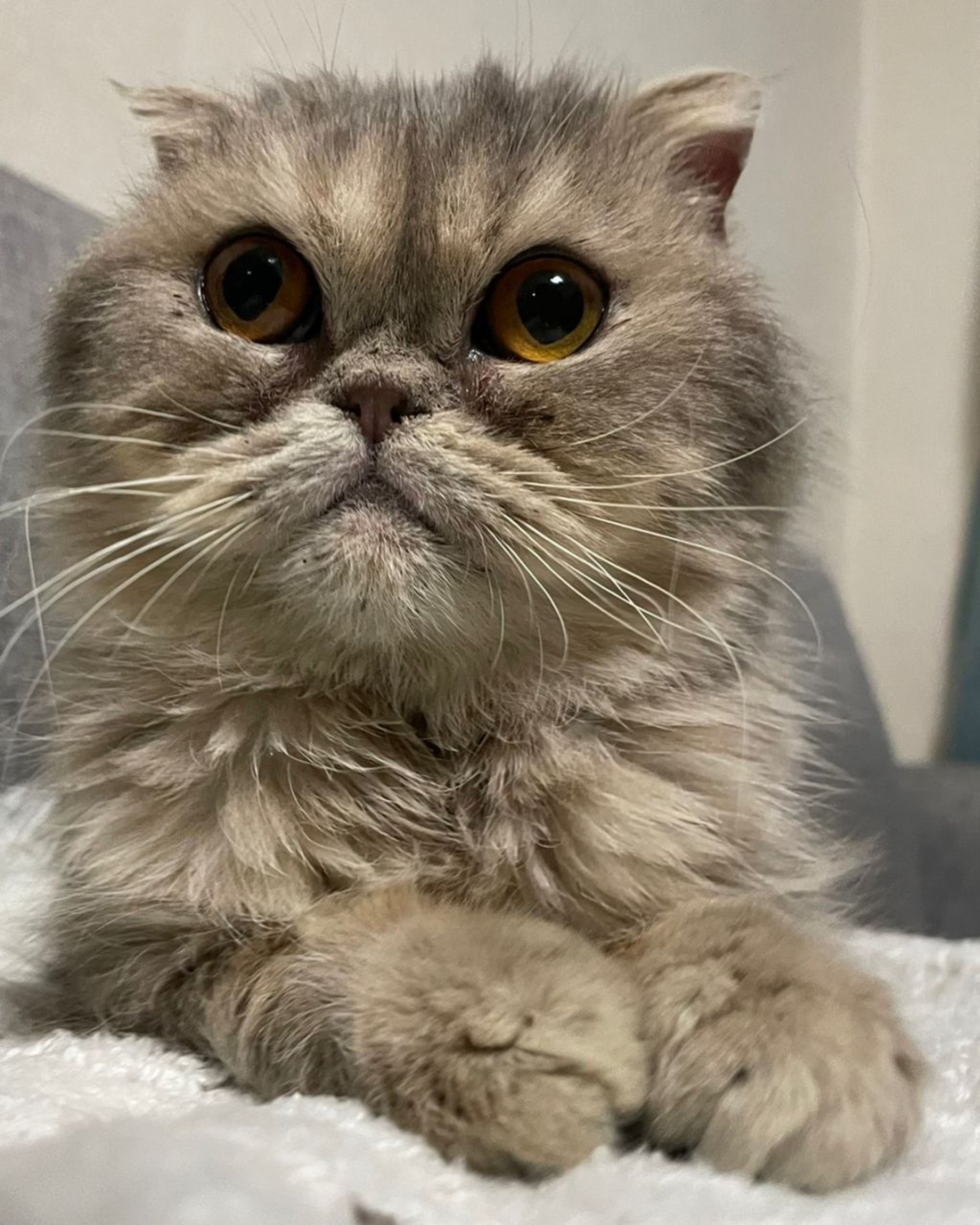 スコティッシュフォールド・メスの里親募集の写真