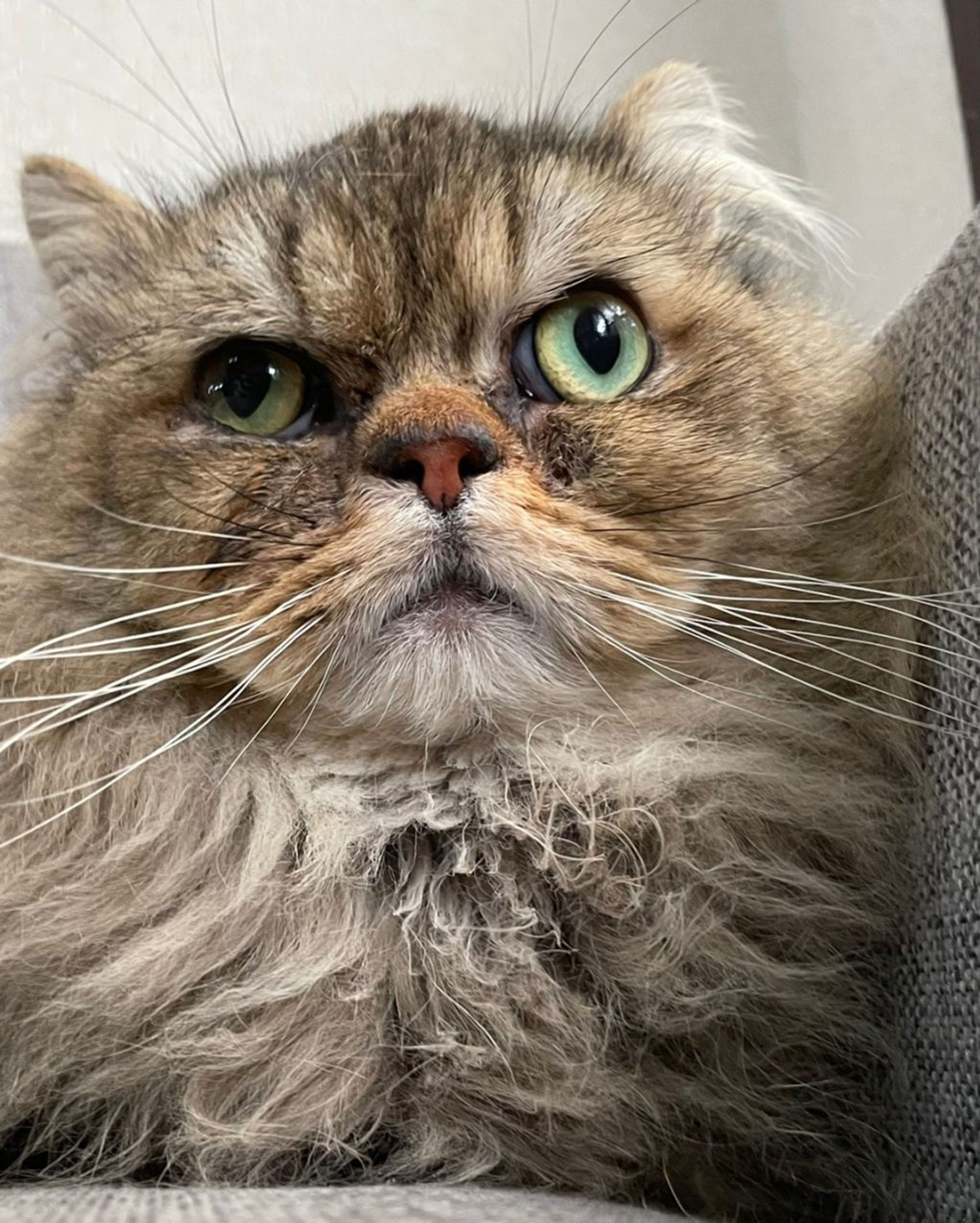 マンチカン・メスの里親募集の写真