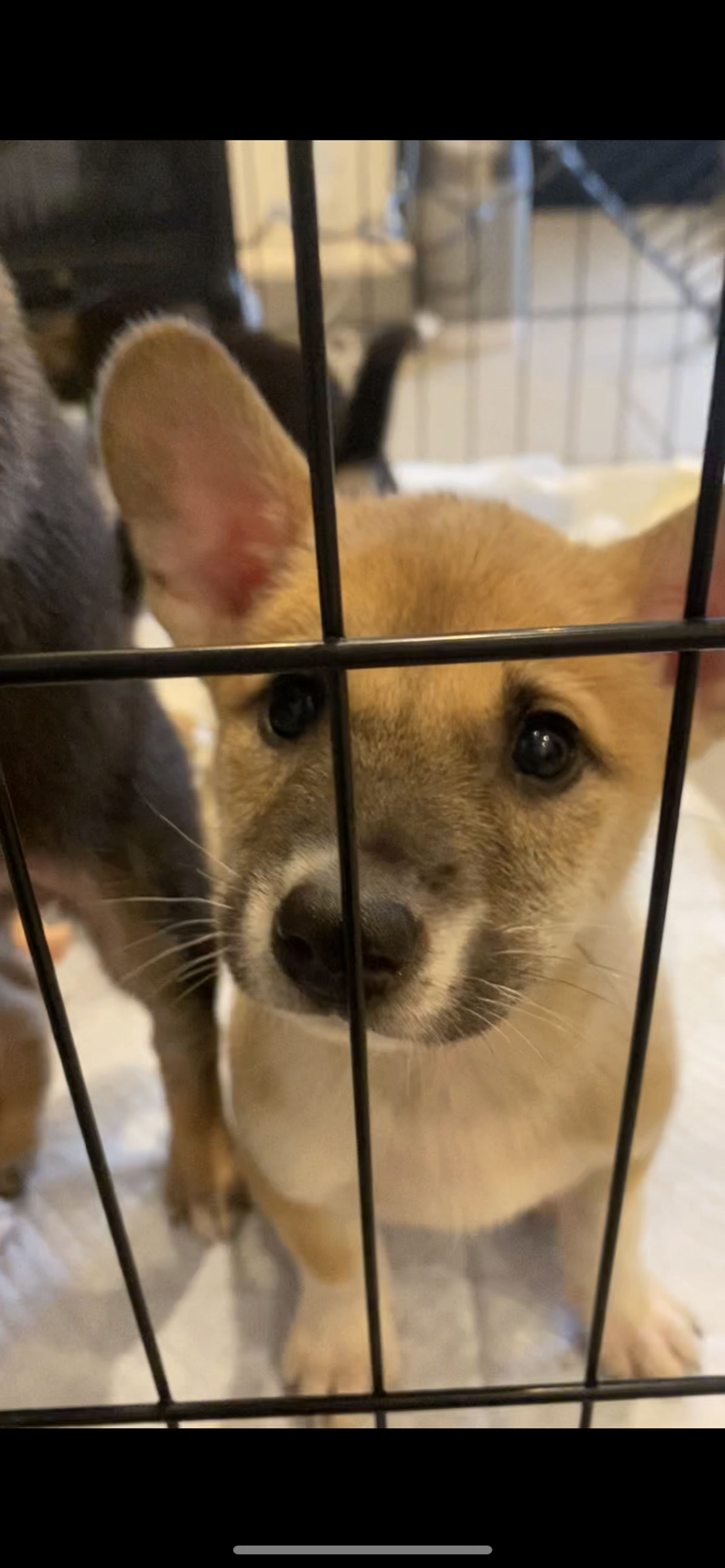雑種（ミックス犬）・オスの里親募集の写真