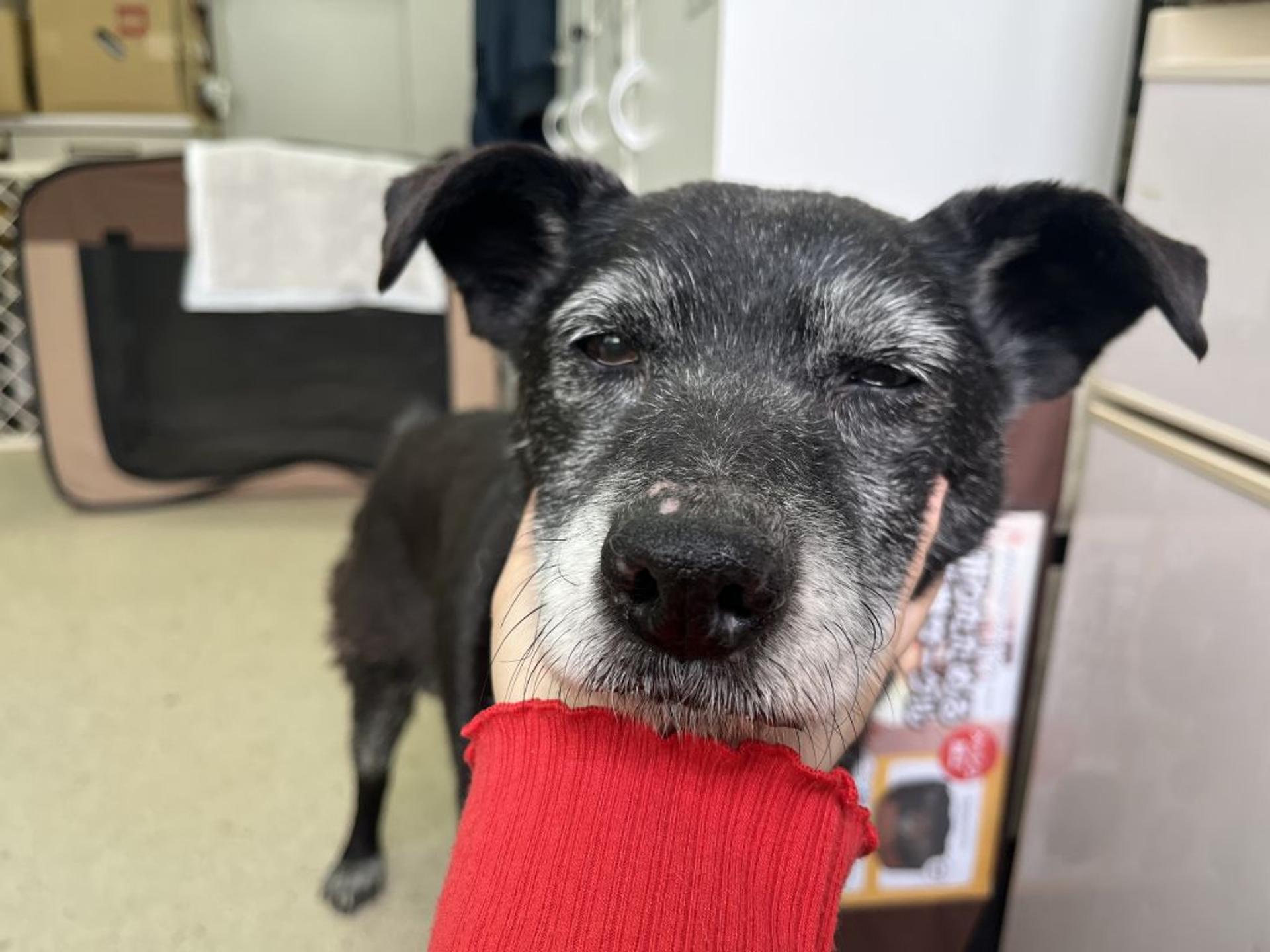 pet-image-6
