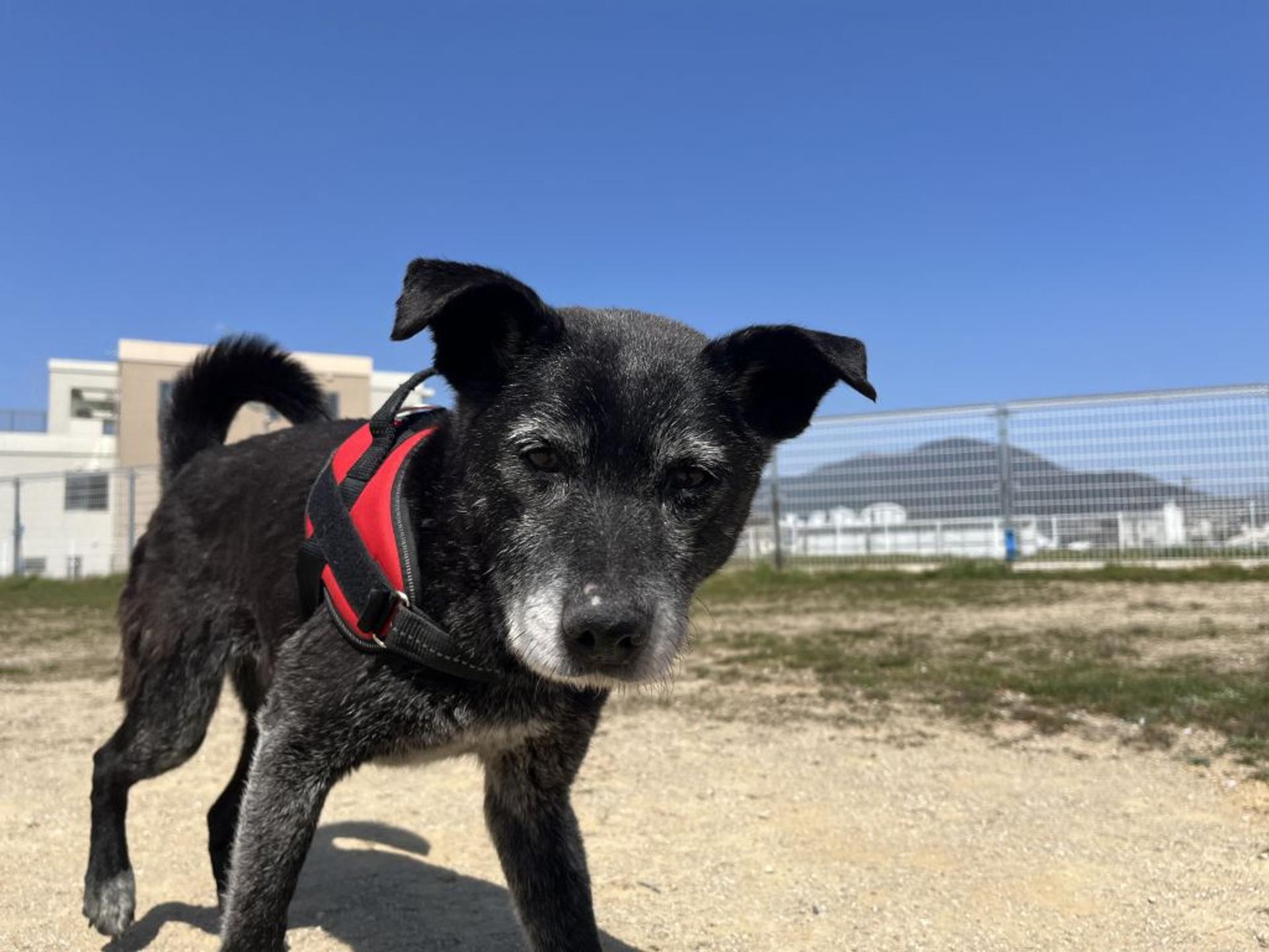 pet-image-8
