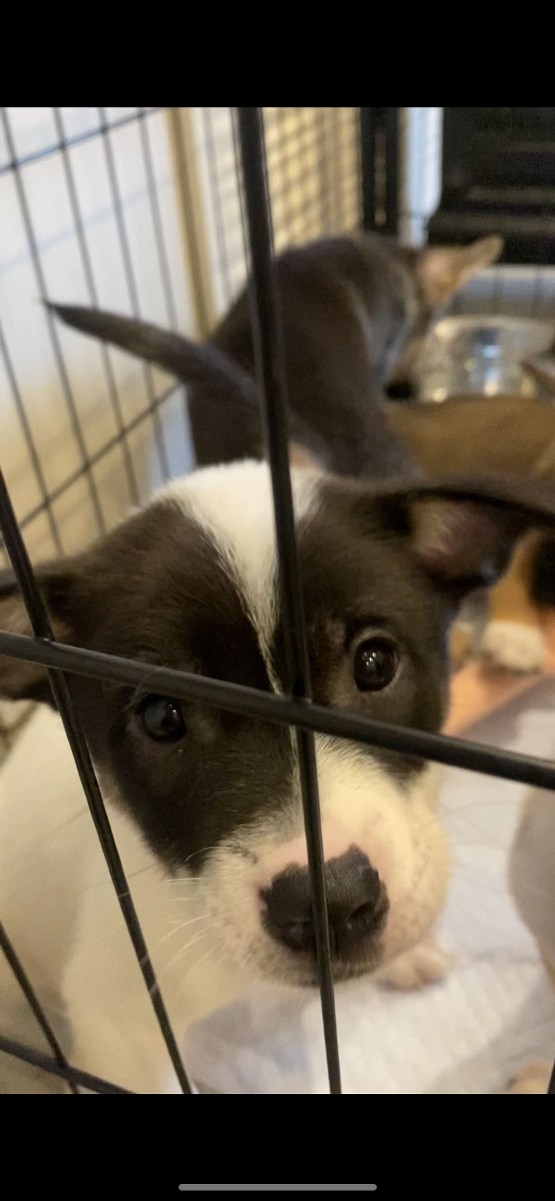 雑種（ミックス犬）・オスの里親募集の写真