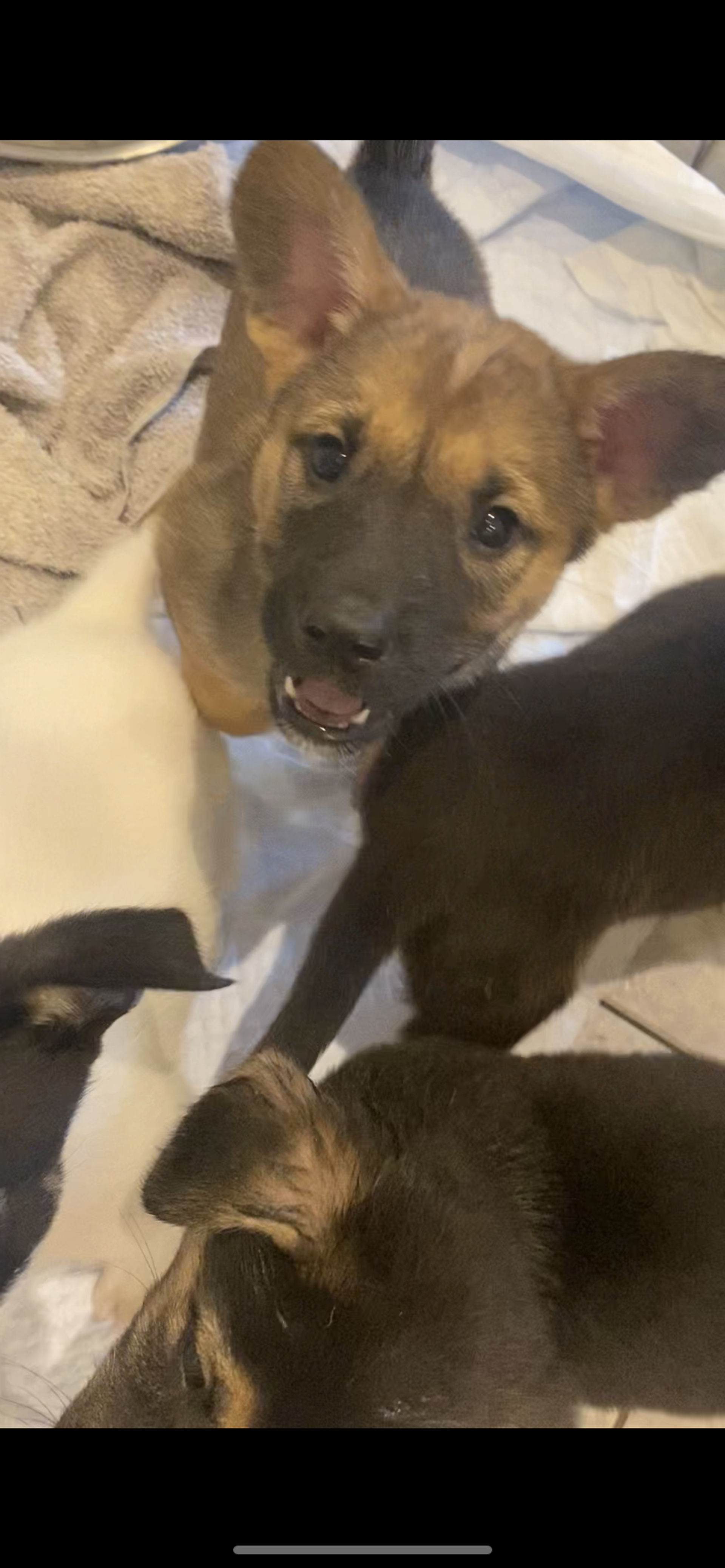 雑種（ミックス犬）・オスの里親募集の写真