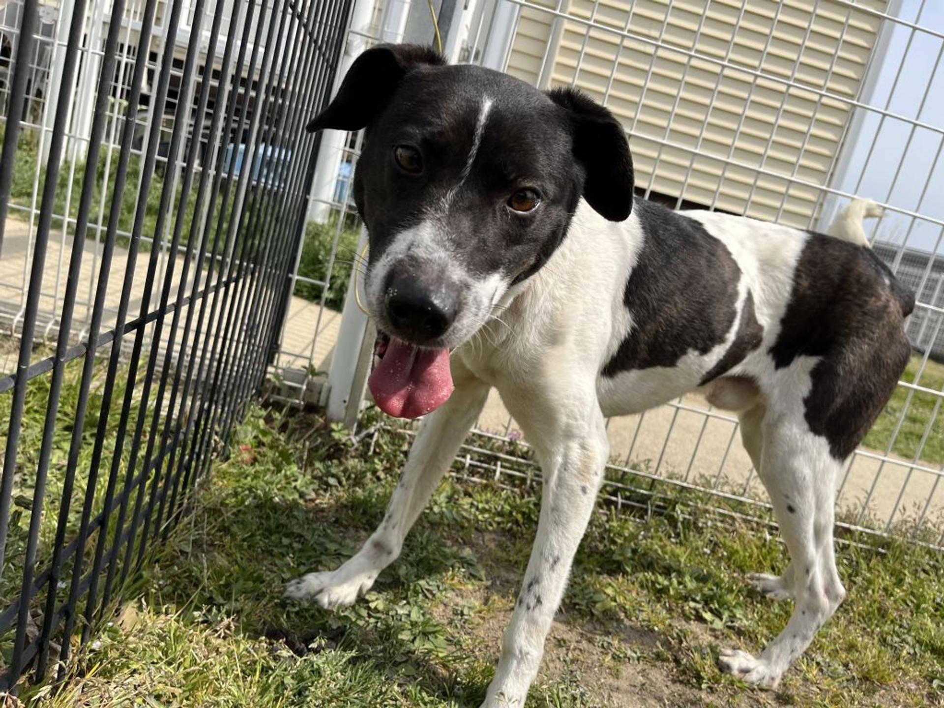 pet-image-2