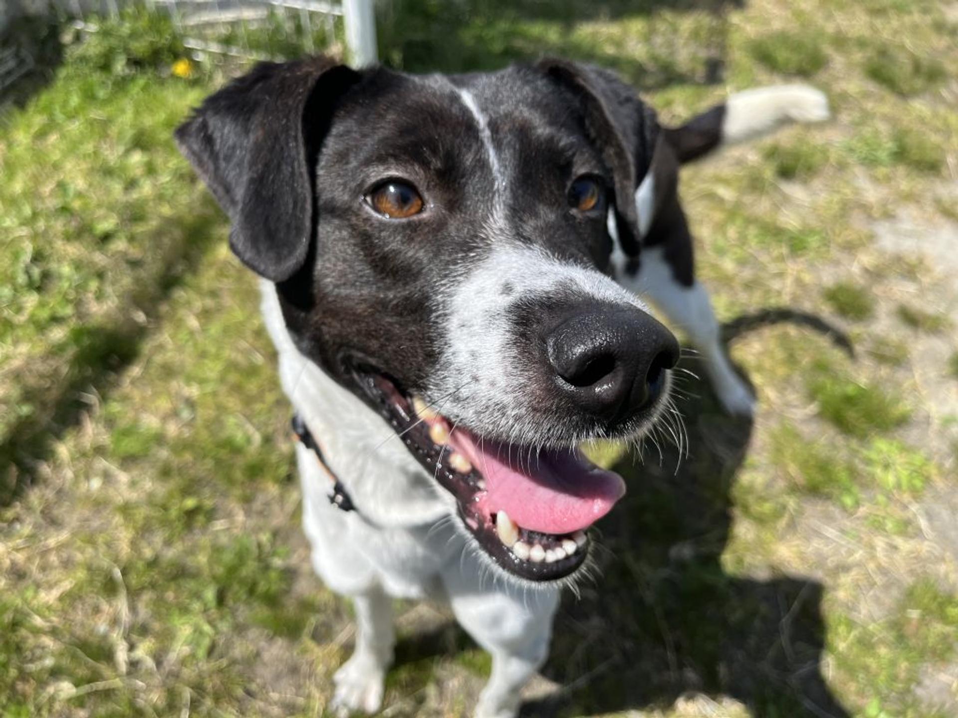pet-image-9