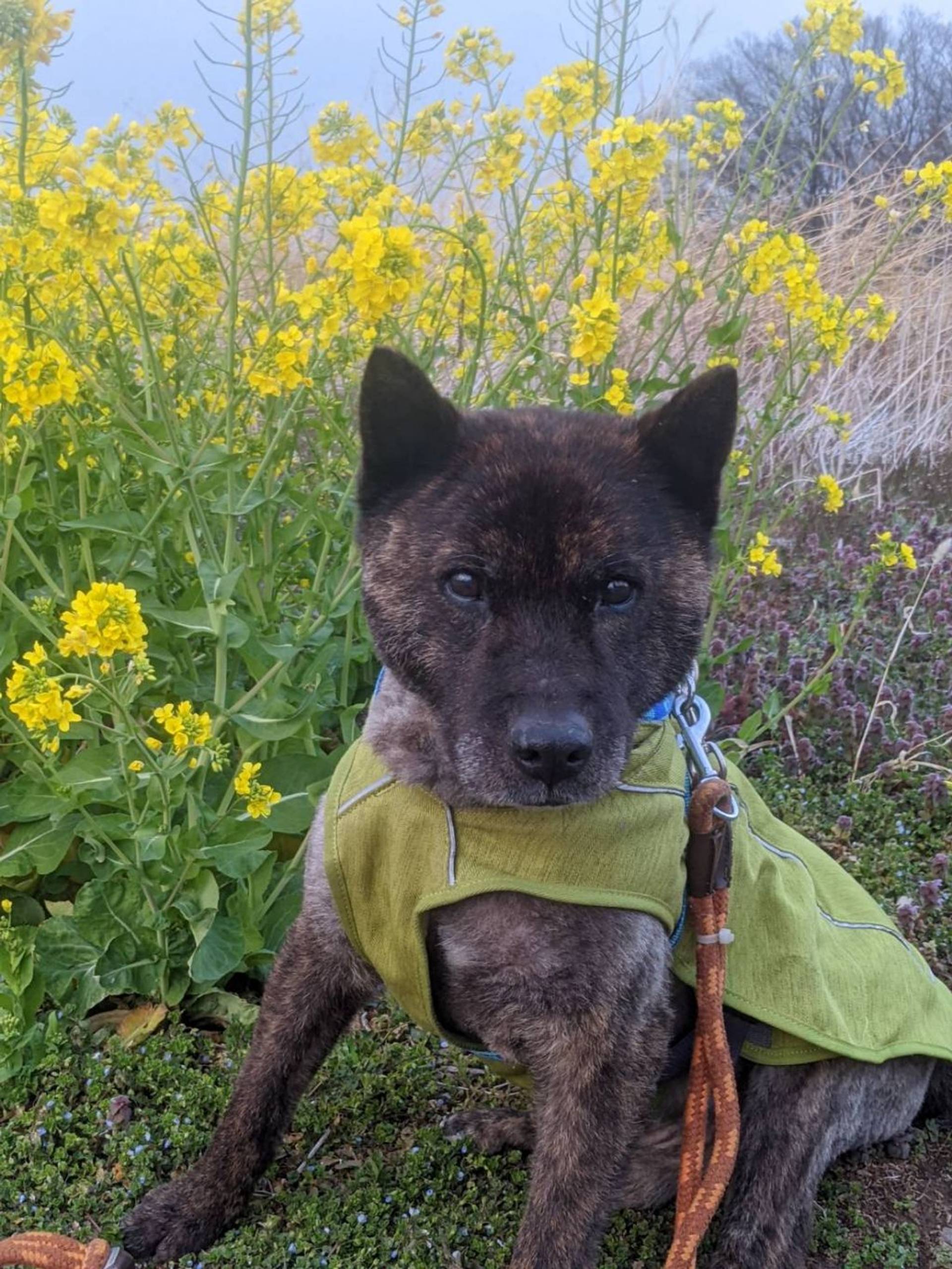 甲斐犬・オスの里親募集の写真