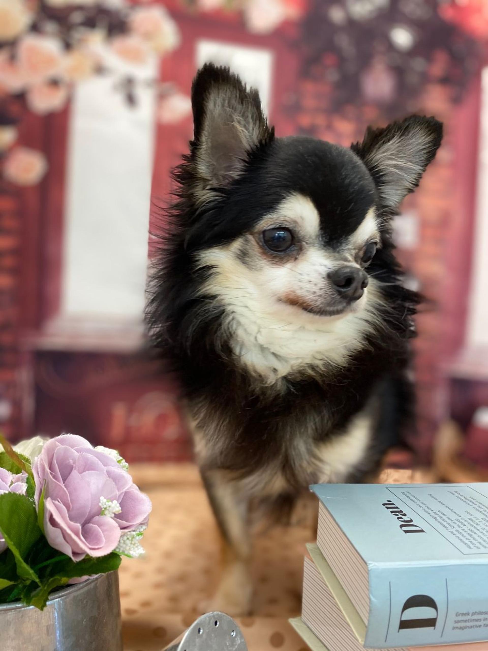 pet-image-3