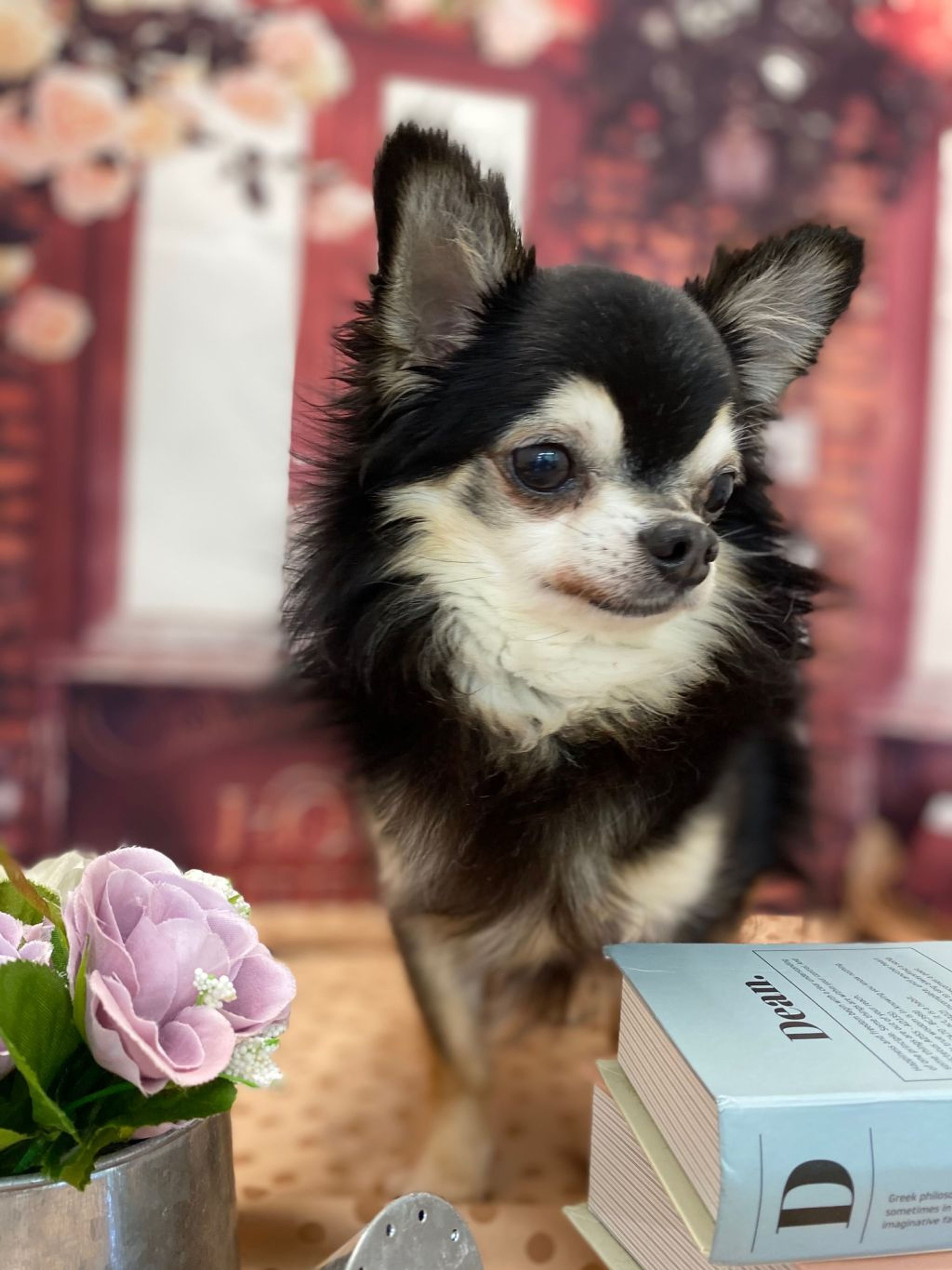 pet-image-3