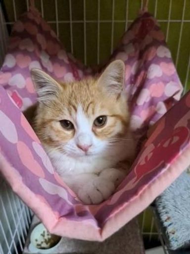 ふうたの写真