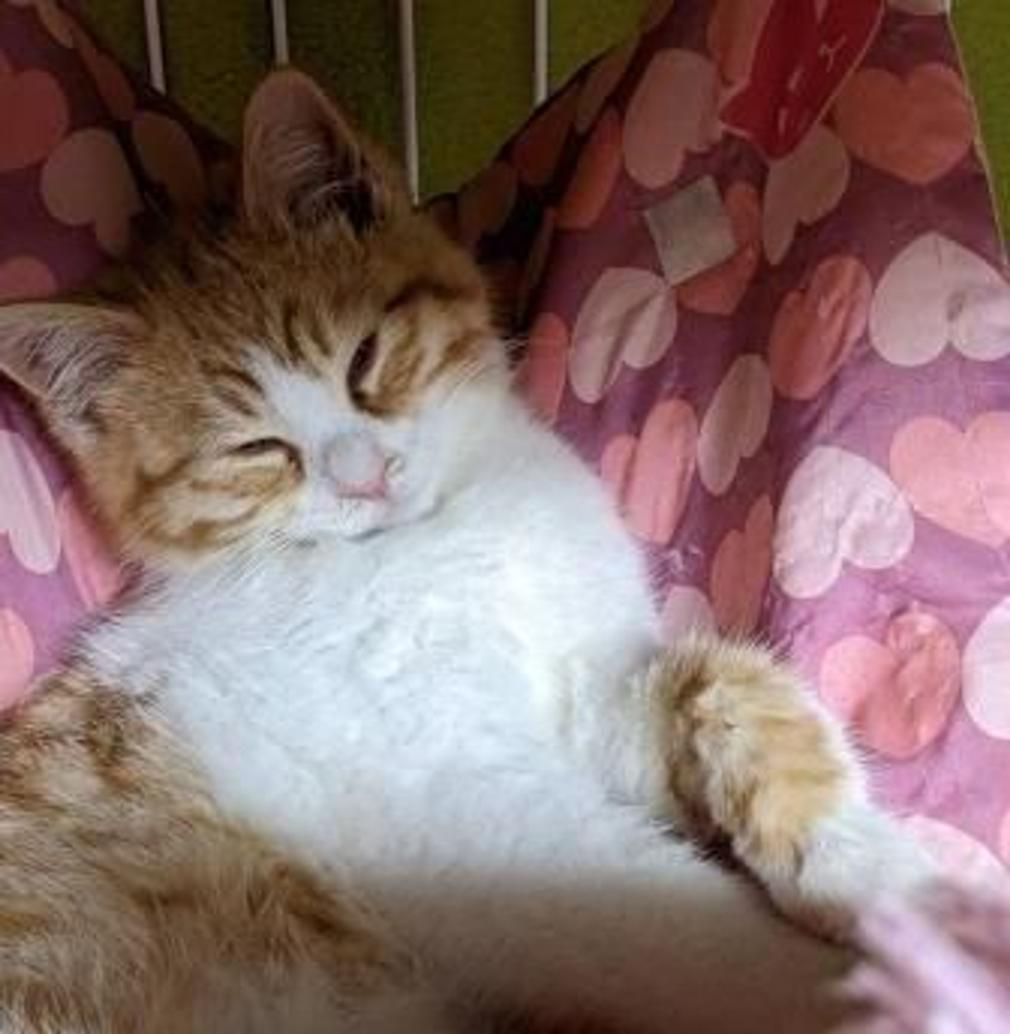 pet-image-3