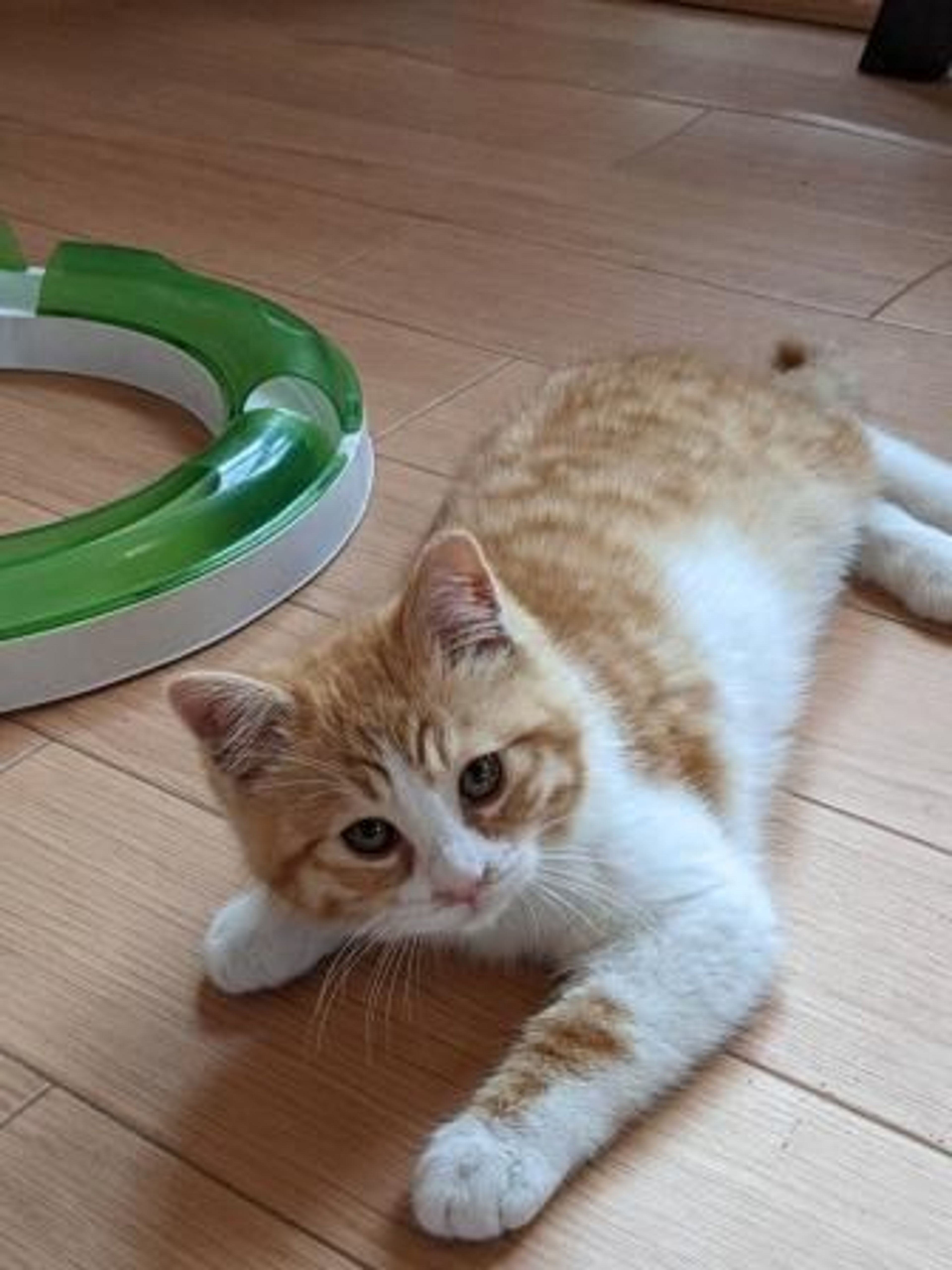 pet-image-4