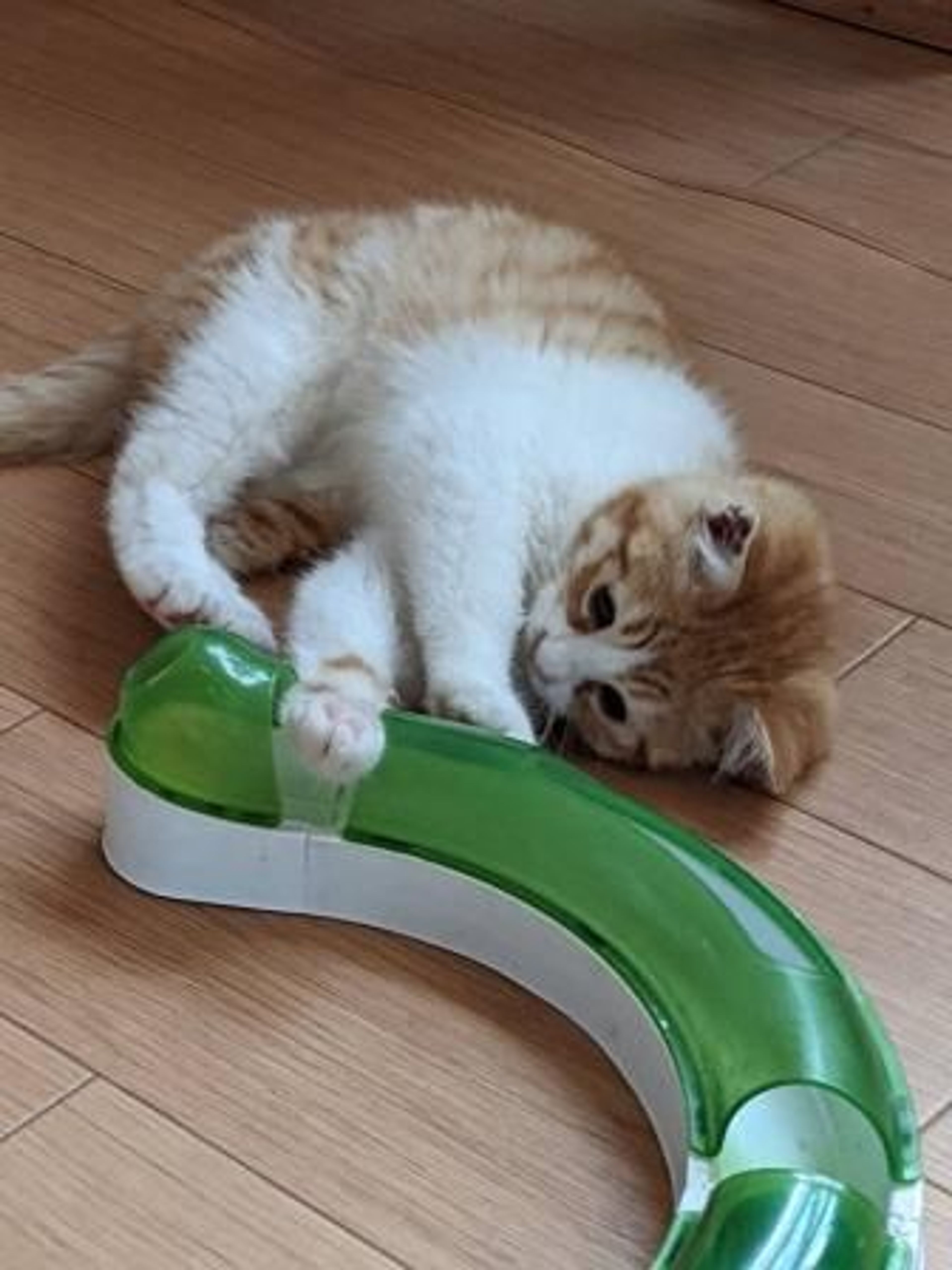 pet-image-5
