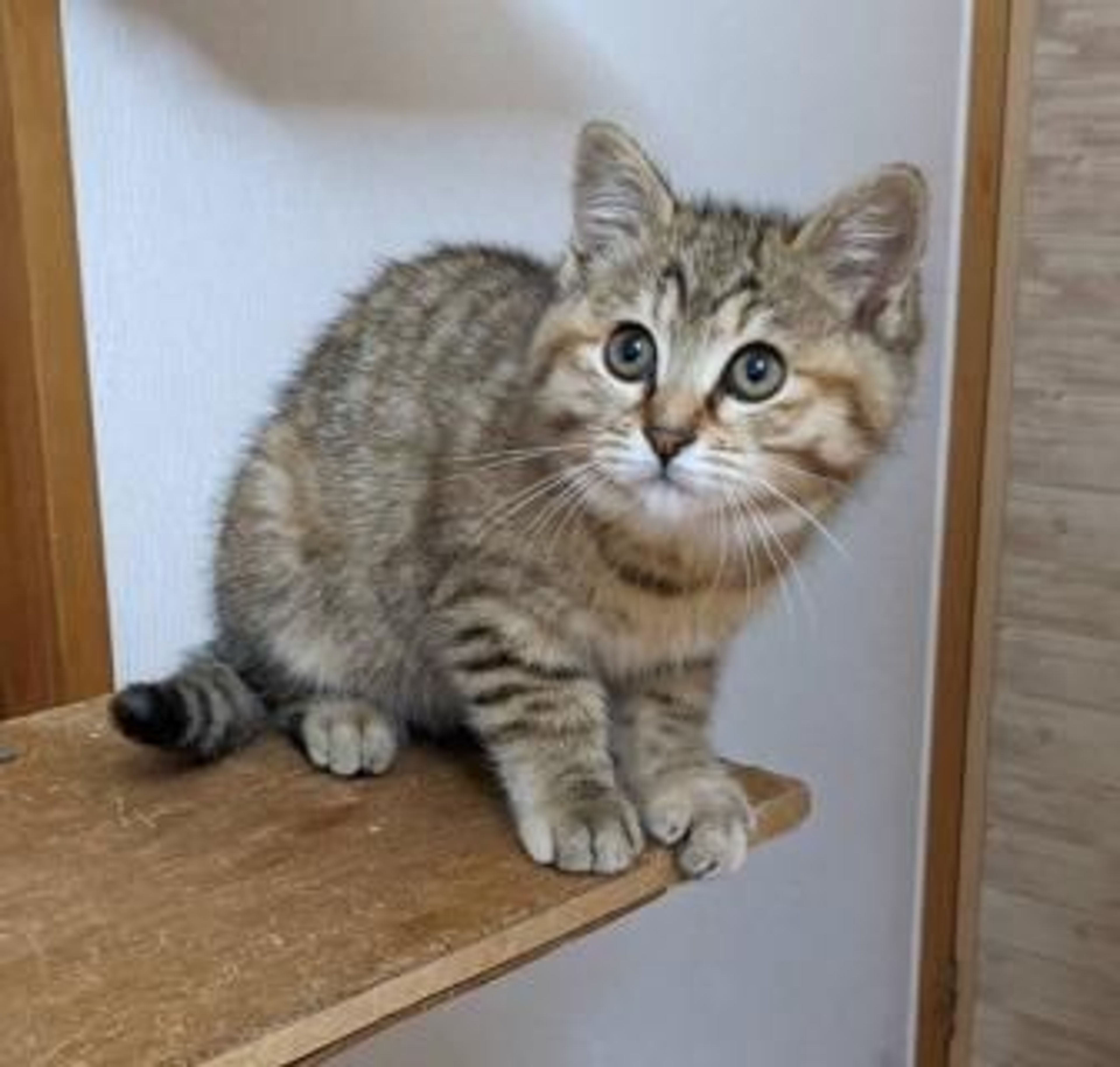 pet-image-2