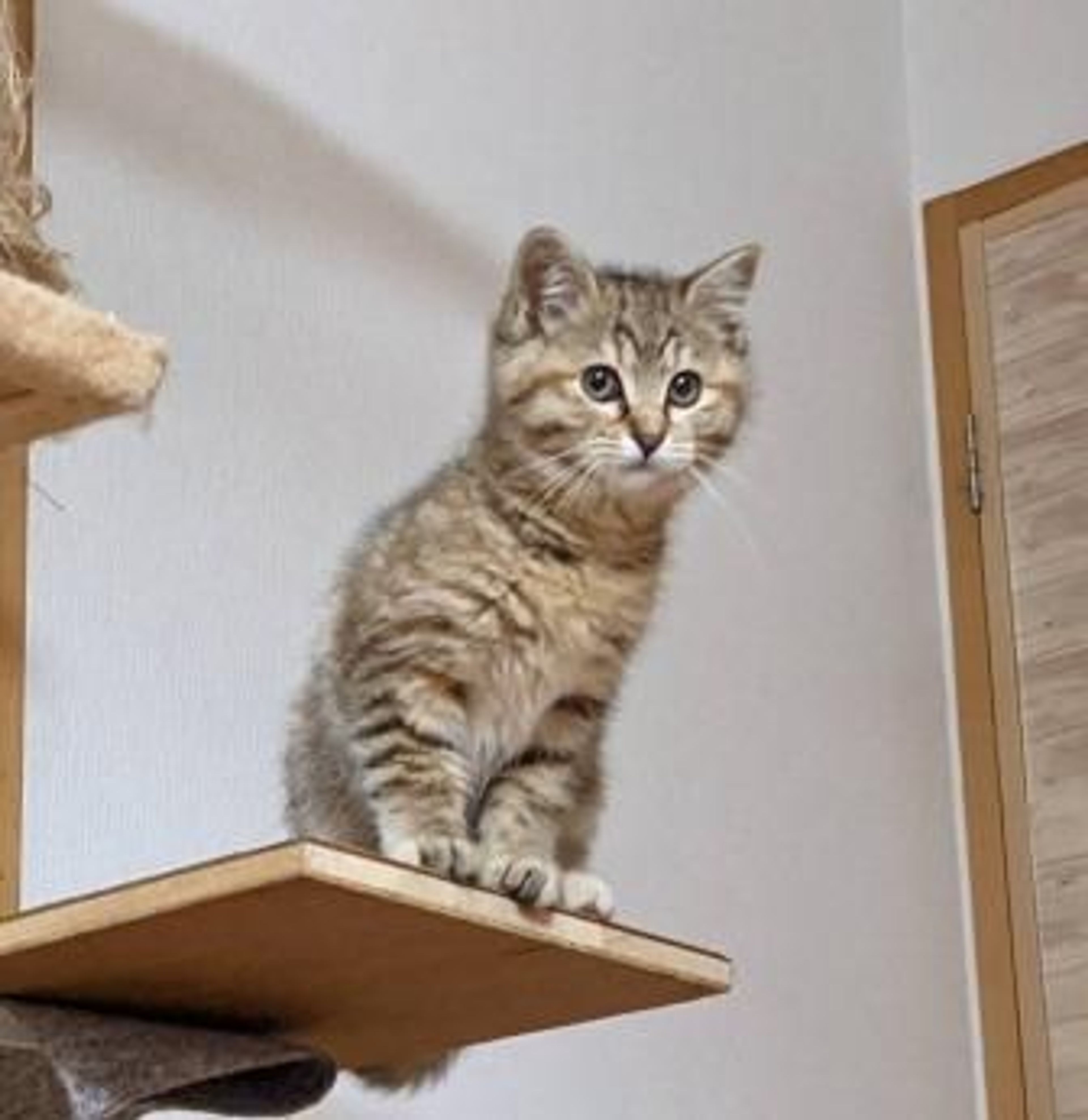 pet-image-3