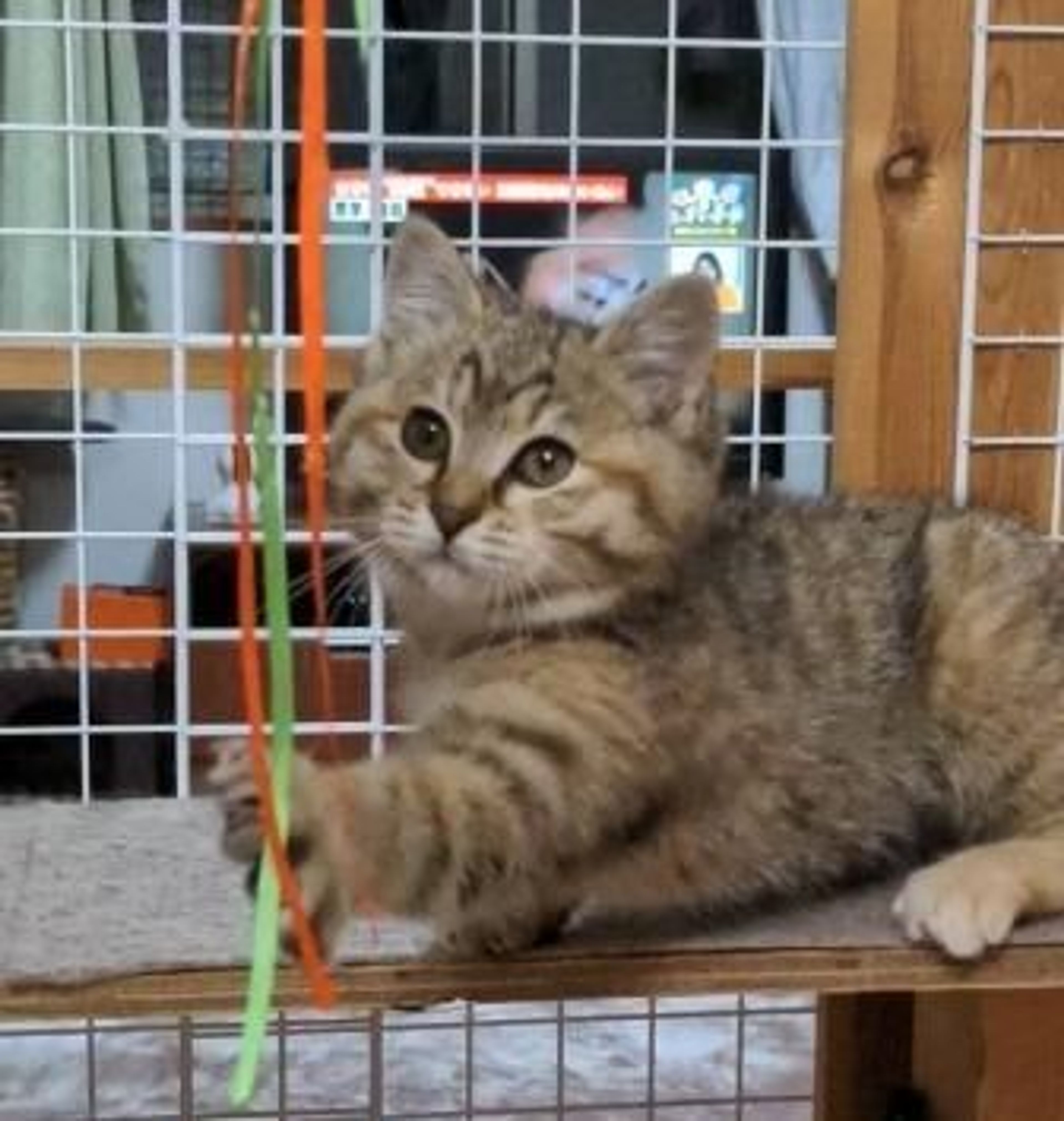 pet-image-4