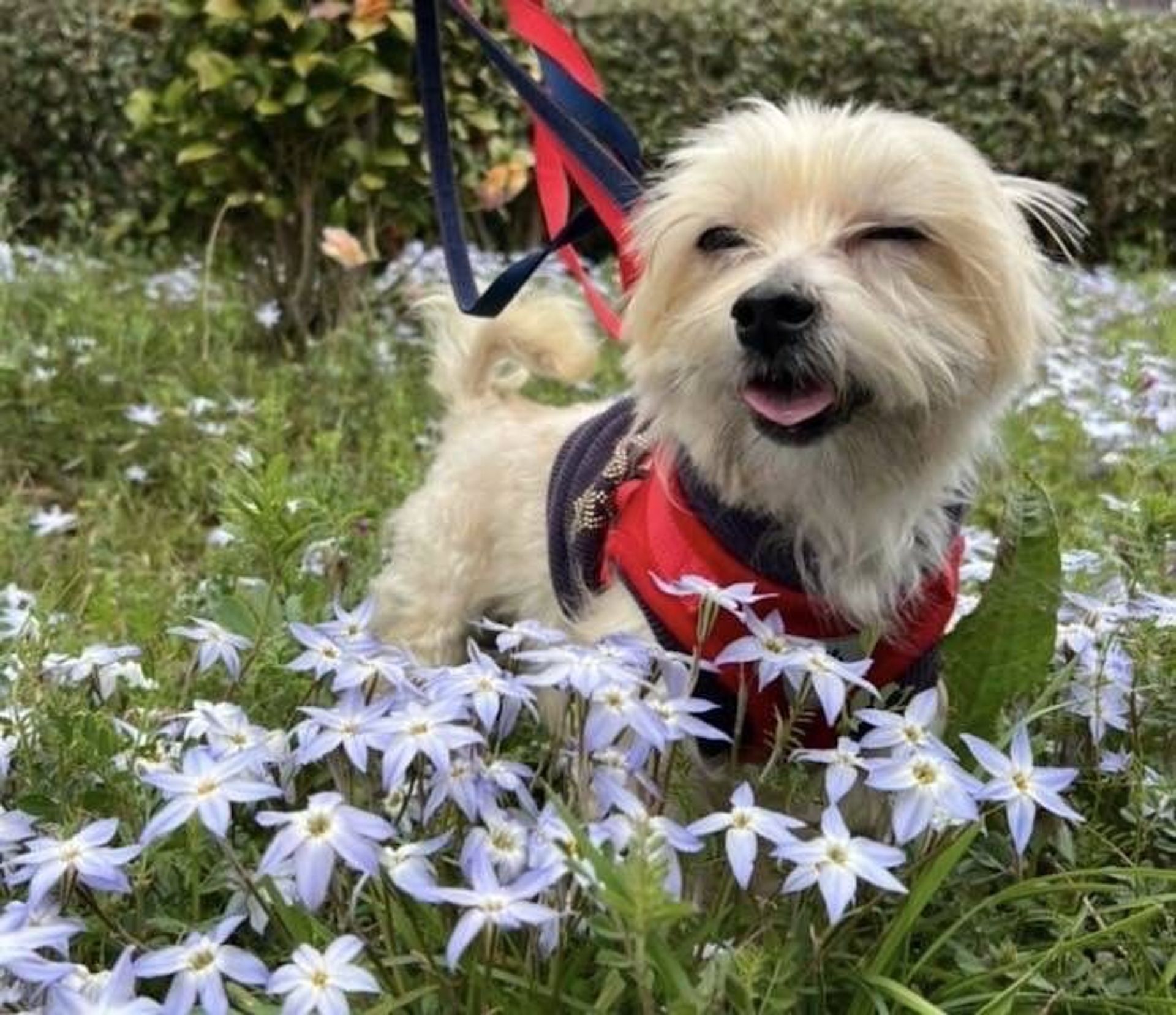 雑種（ミックス犬）・オスの里親募集の写真