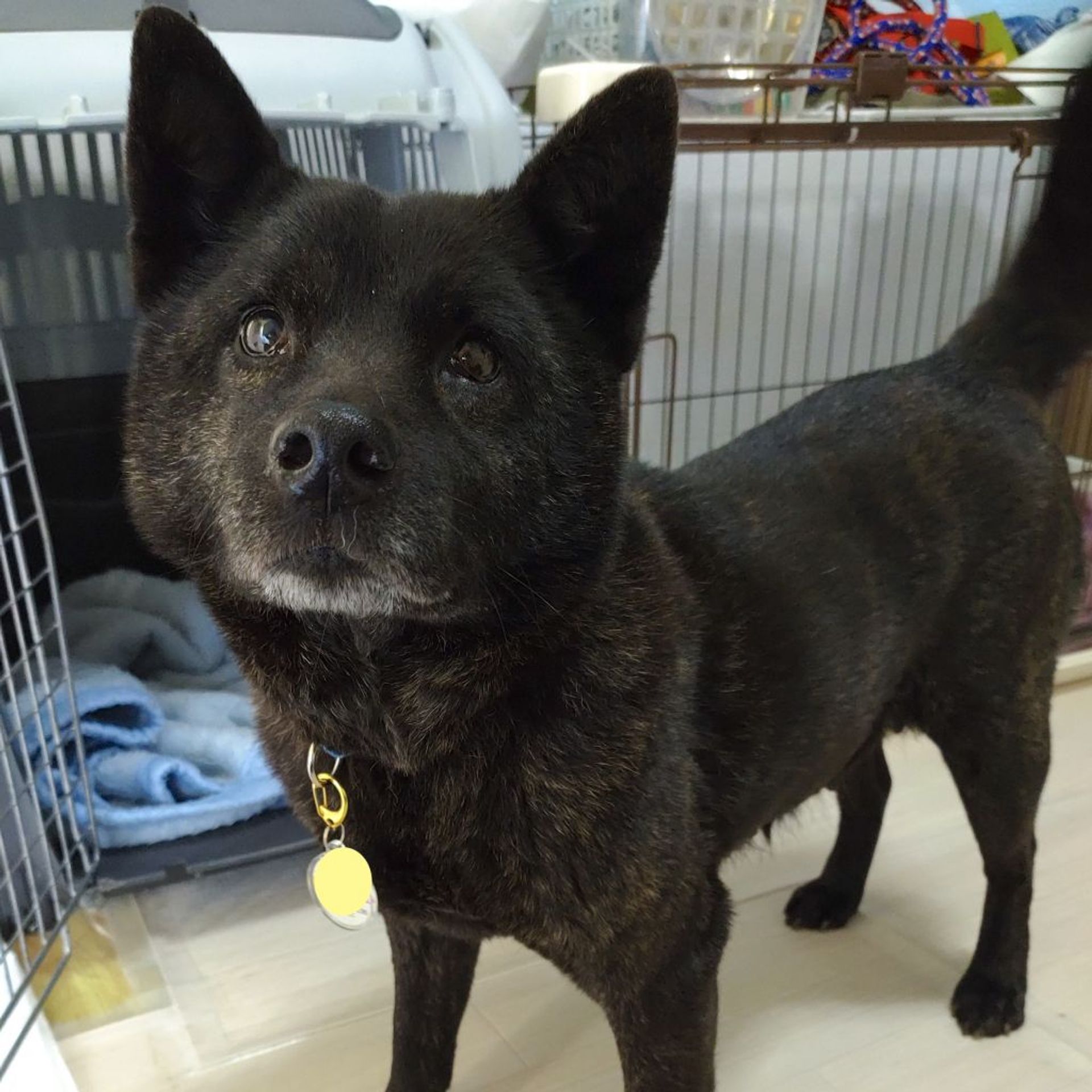 雑種（ミックス犬）・メスの里親募集の写真