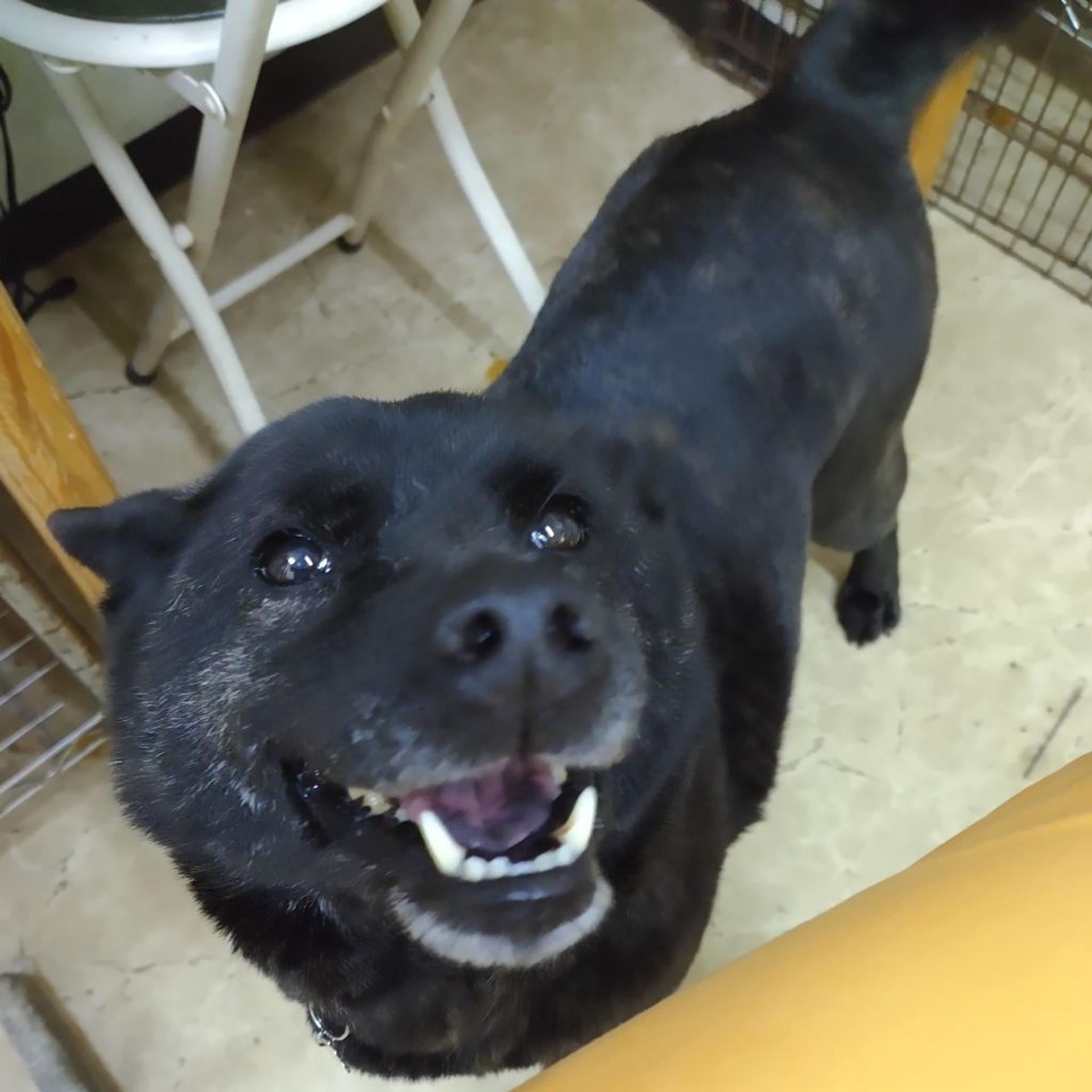 pet-image-3