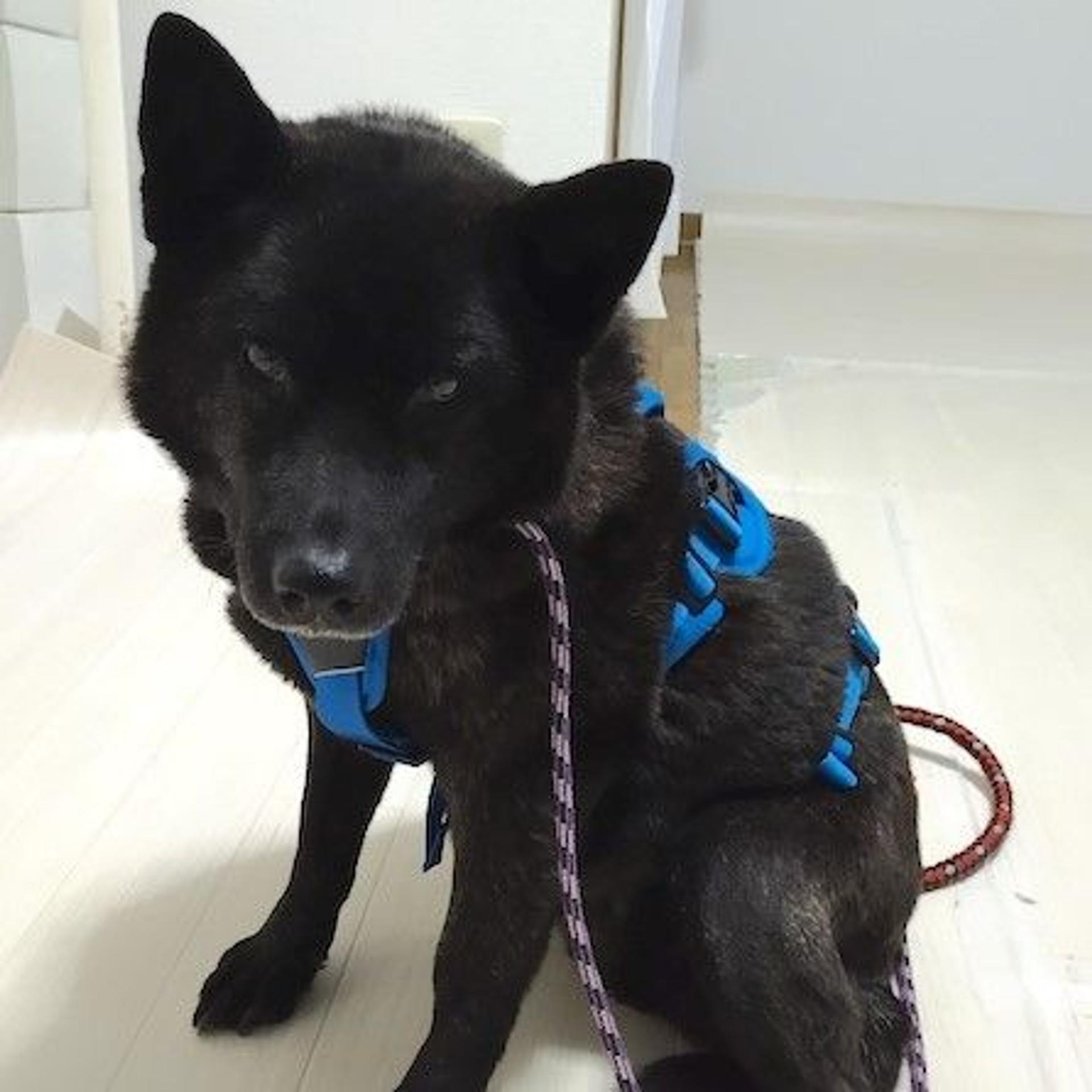 pet-image-4