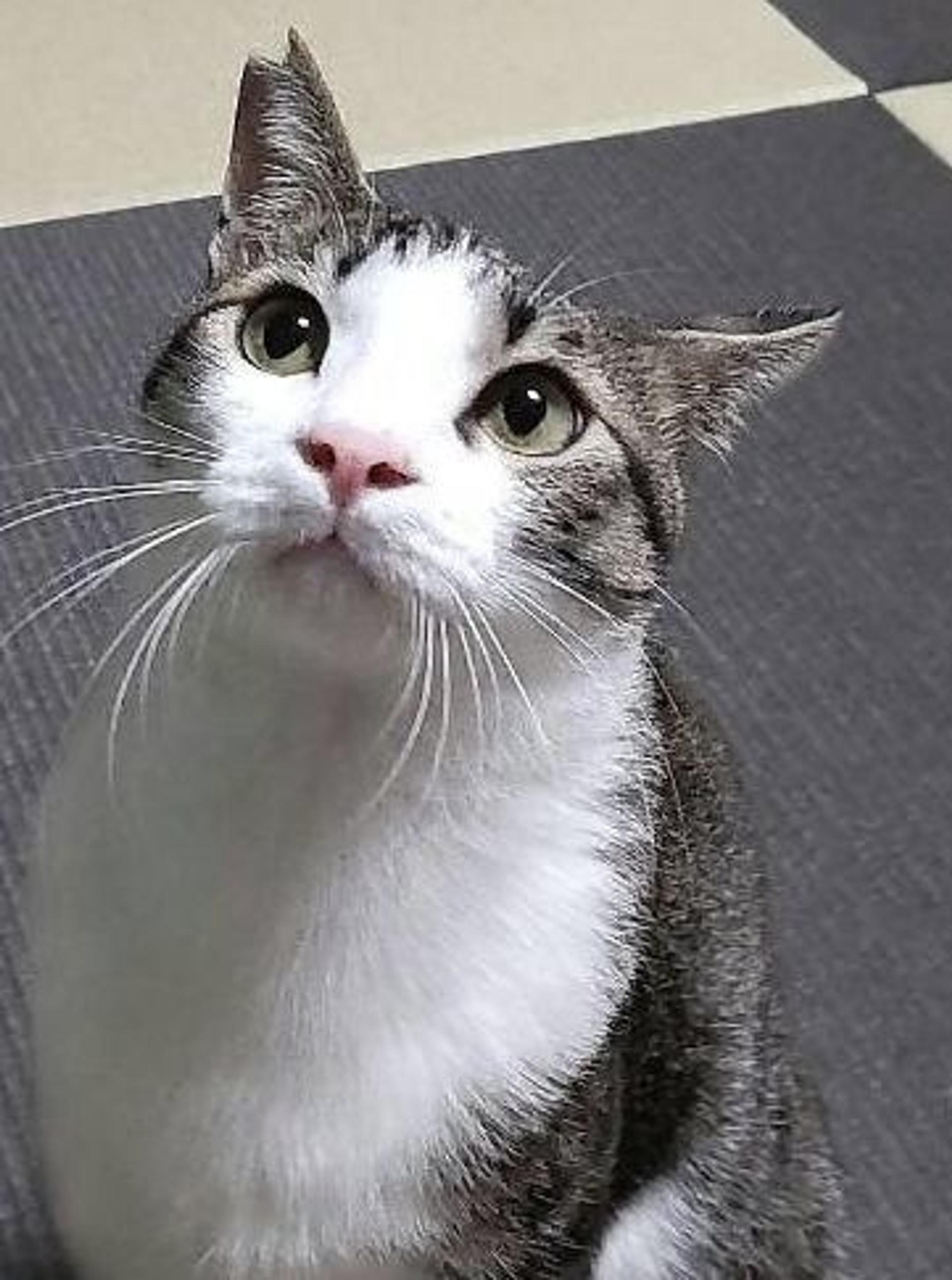 pet-image-3