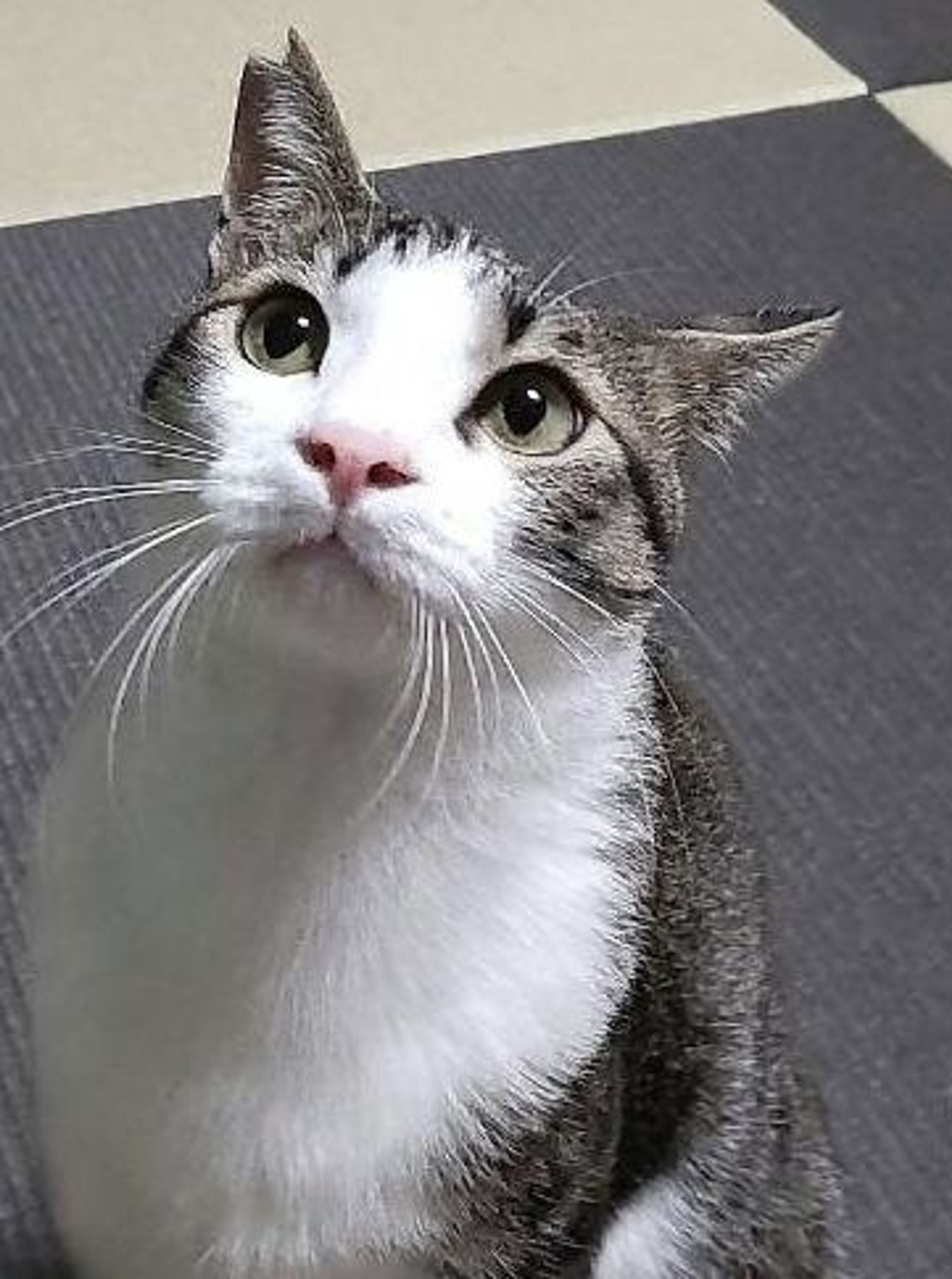 pet-image-3