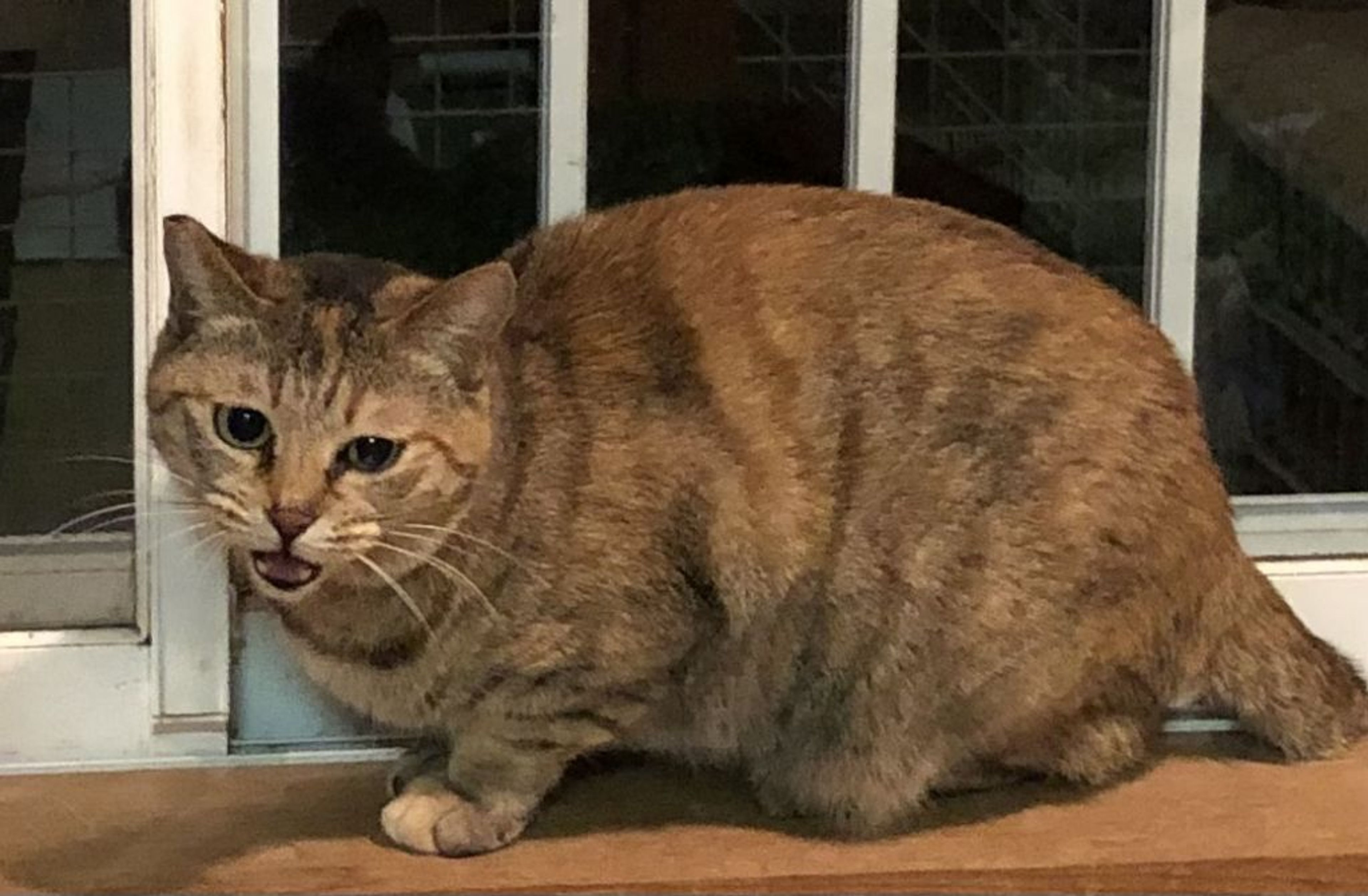 pet-image-2