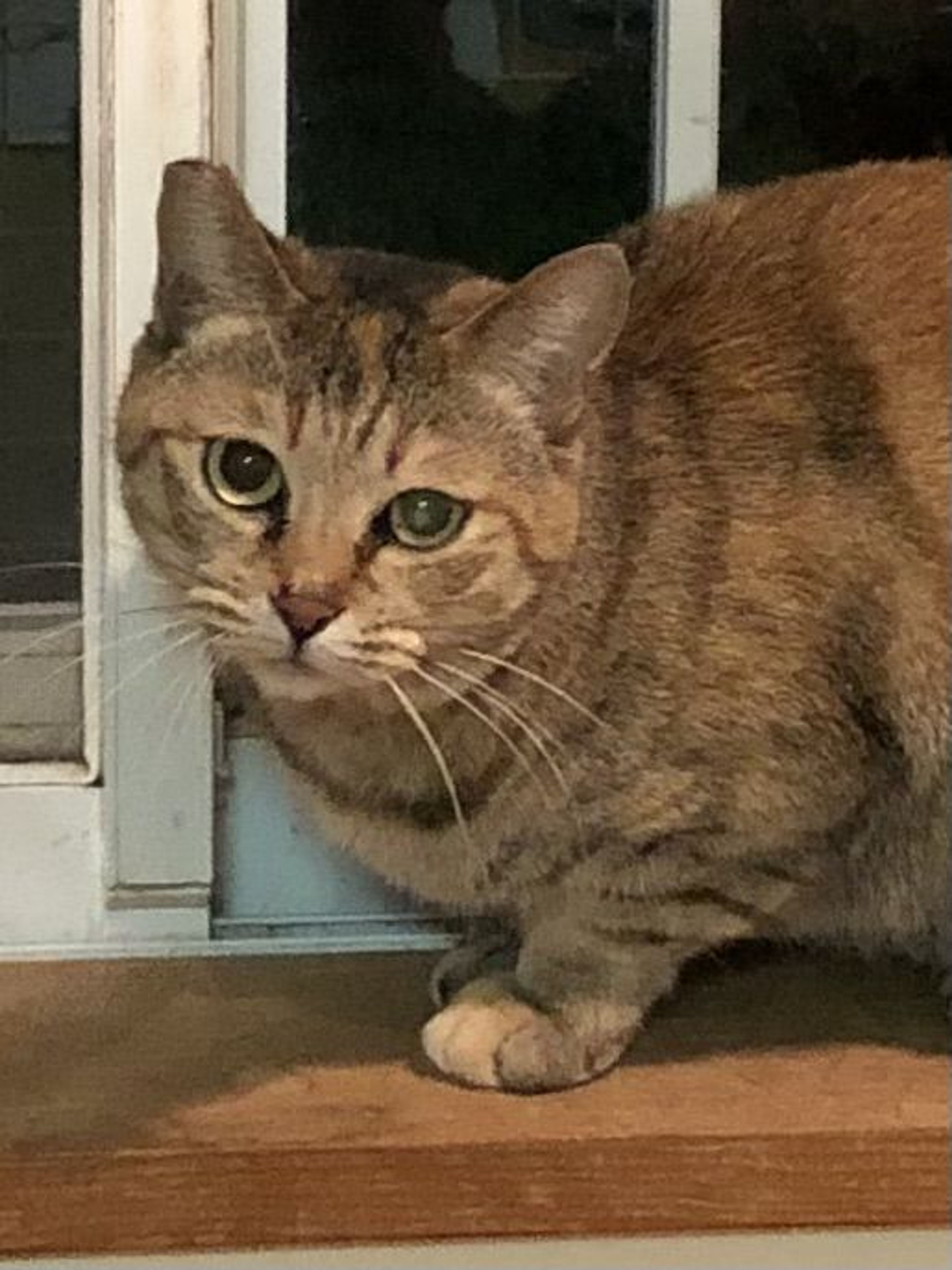 pet-image-4