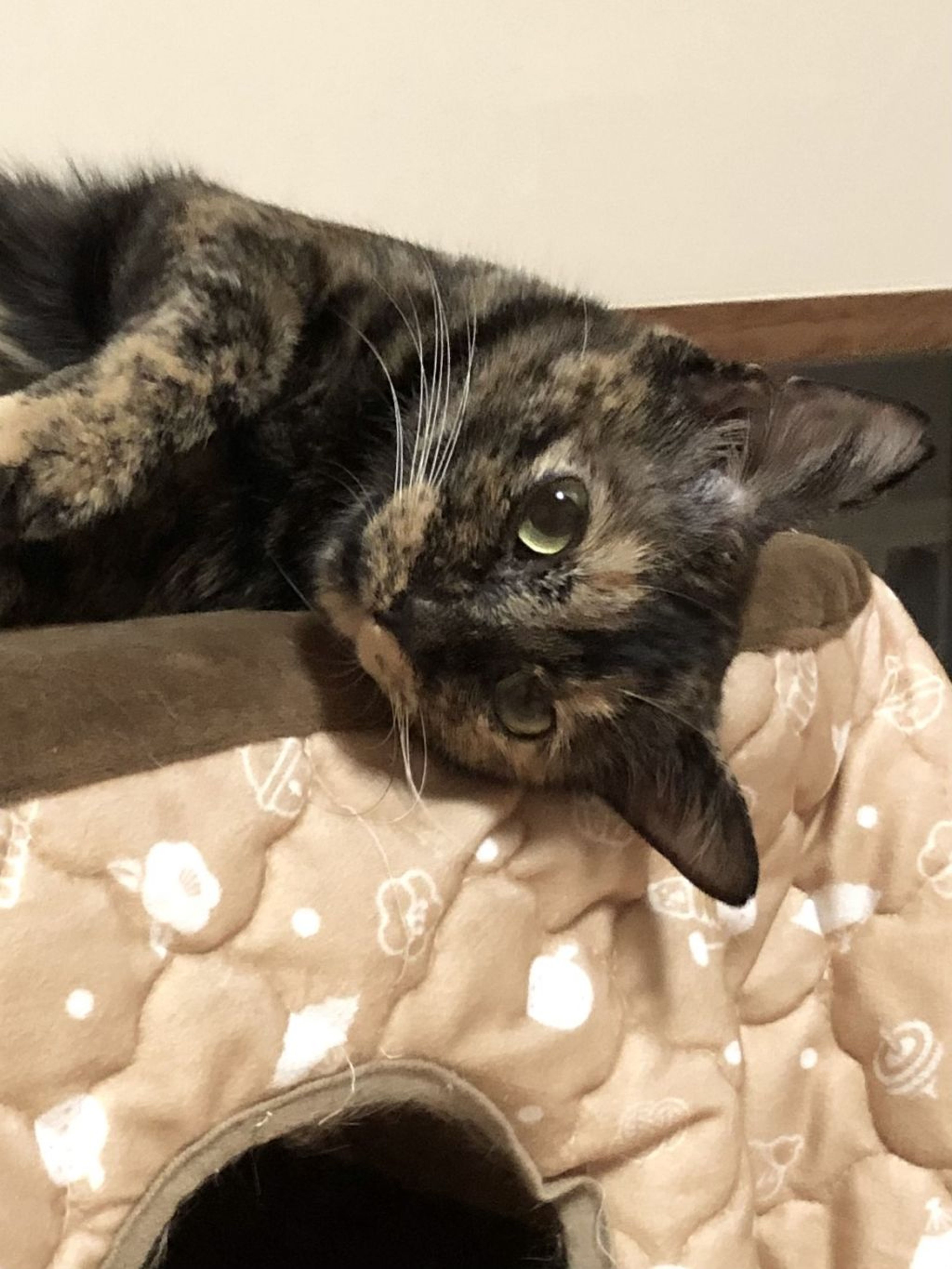 雑種（ミックス猫）・メスの里親募集の写真