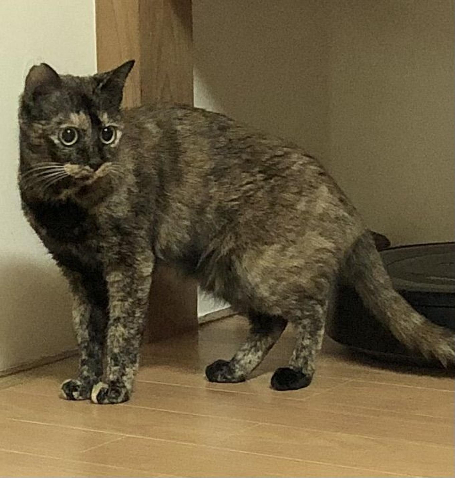 pet-image-2