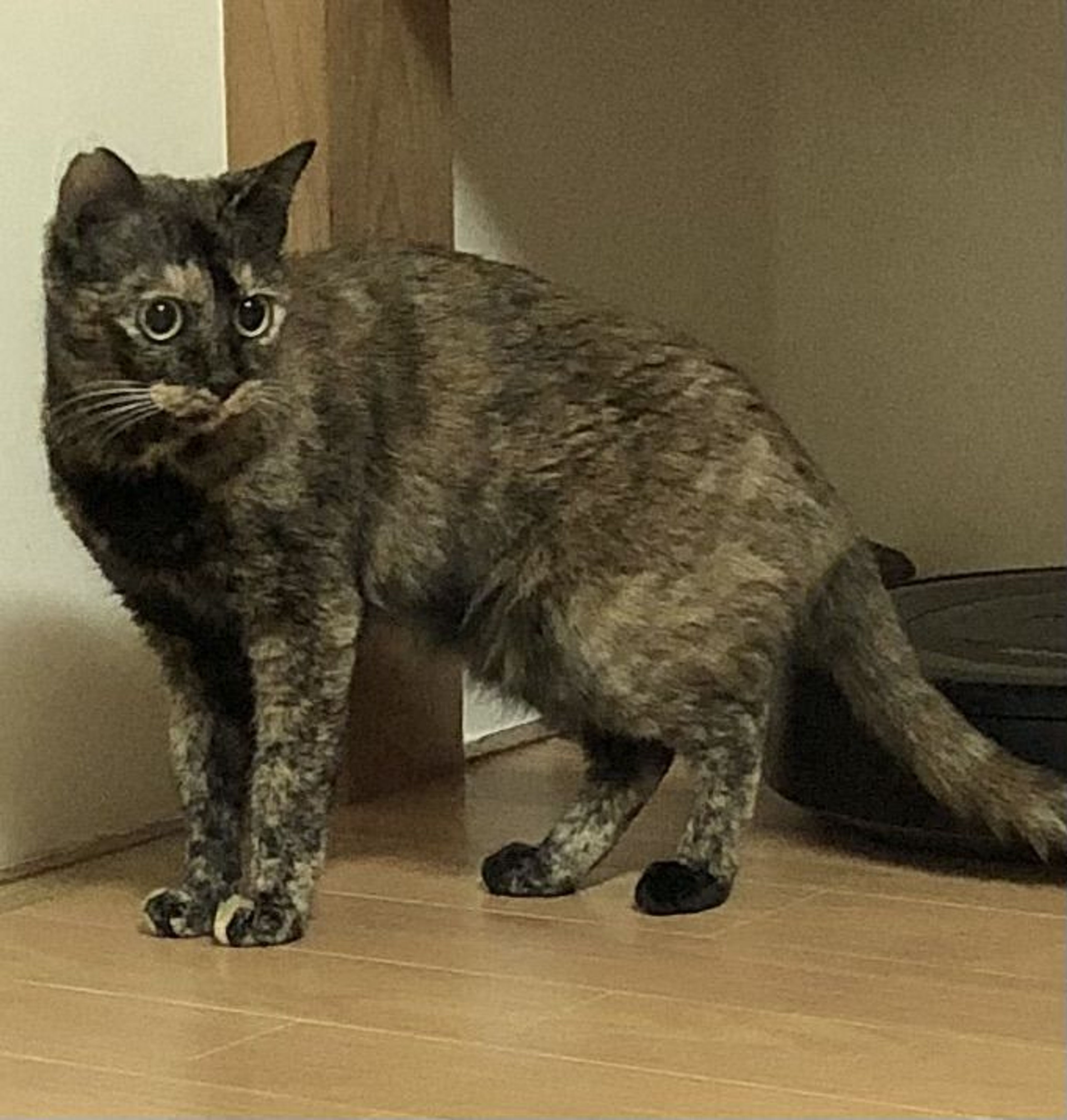 pet-image-2