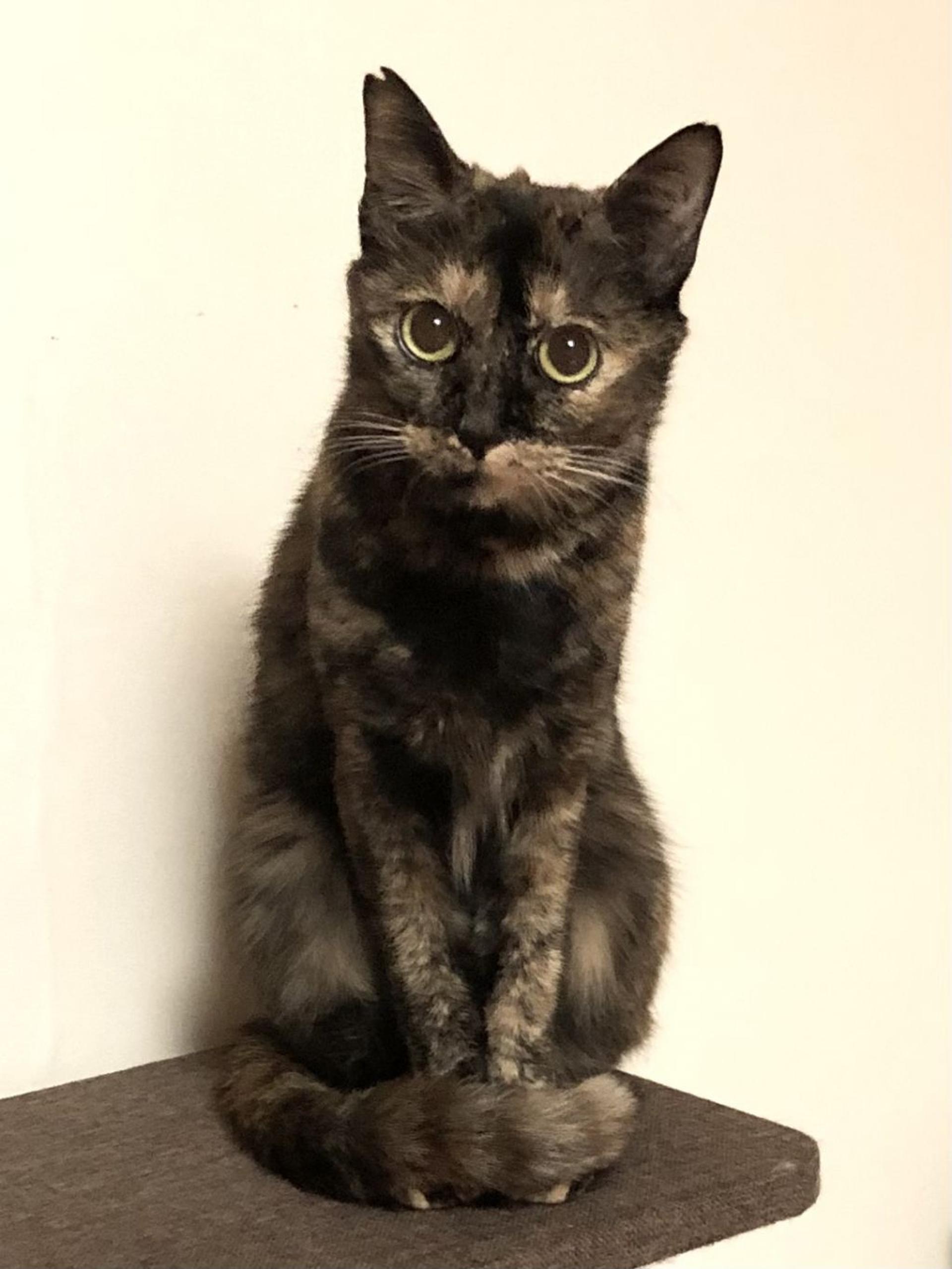 pet-image-3