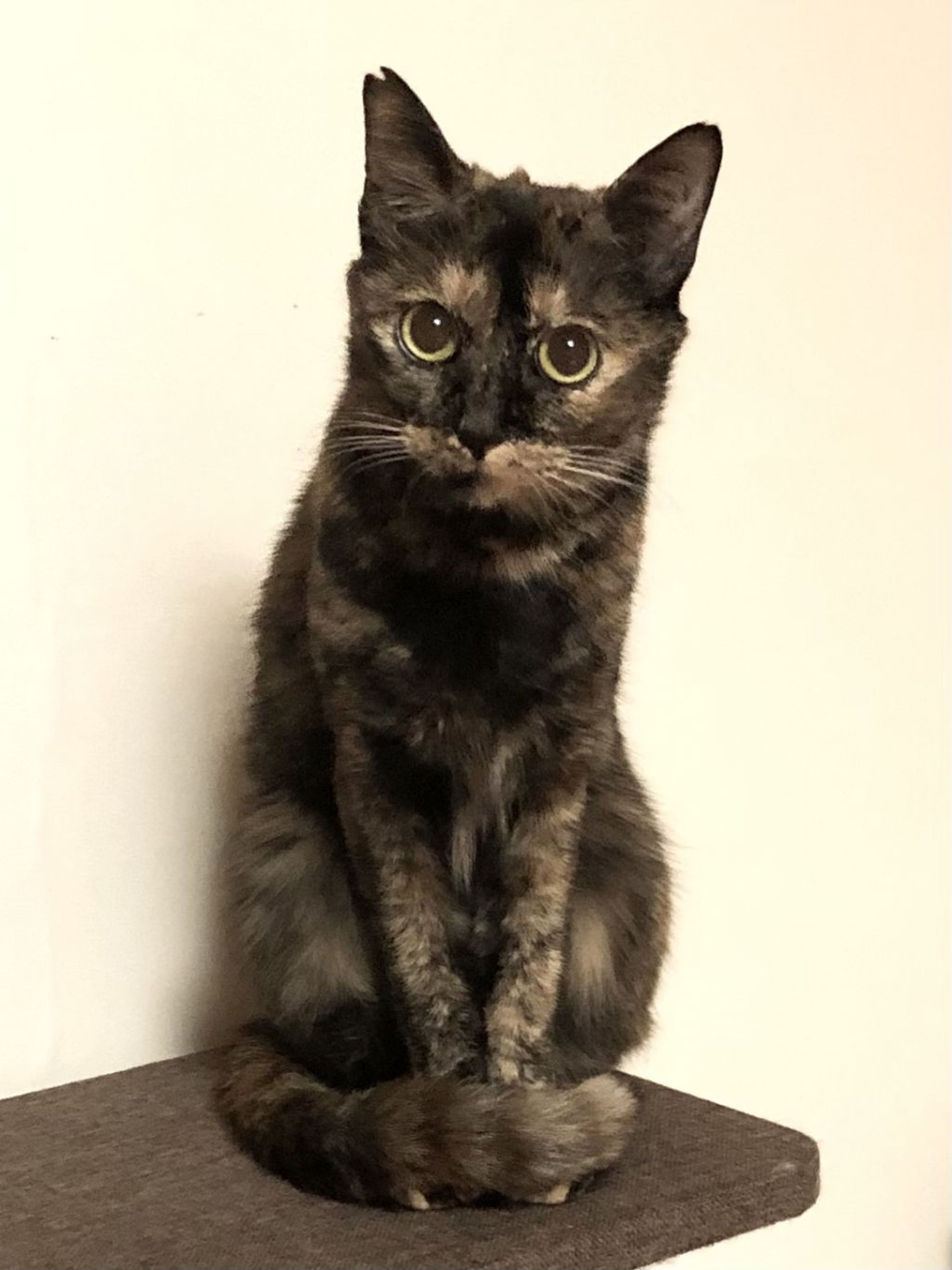pet-image-3