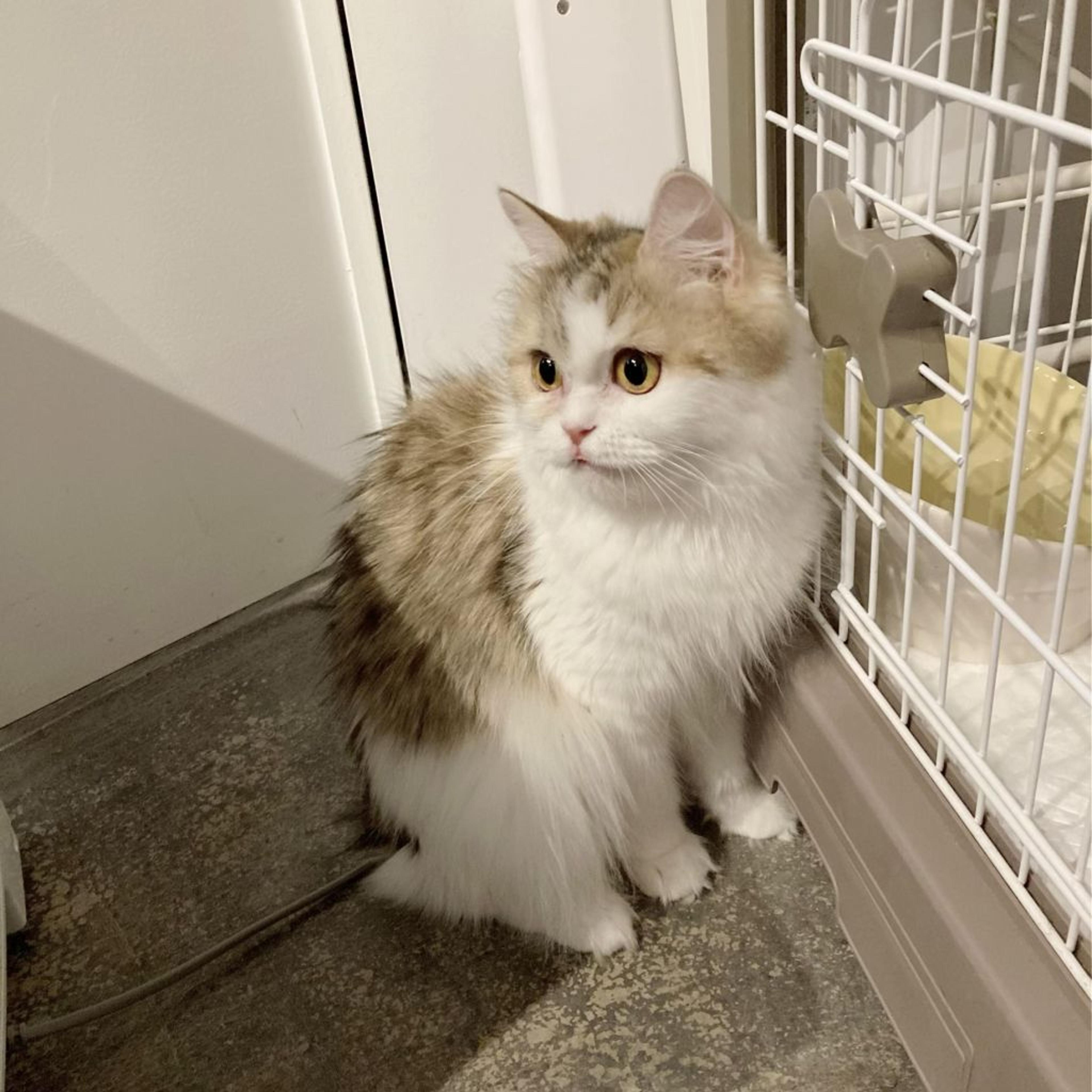 pet-image-3