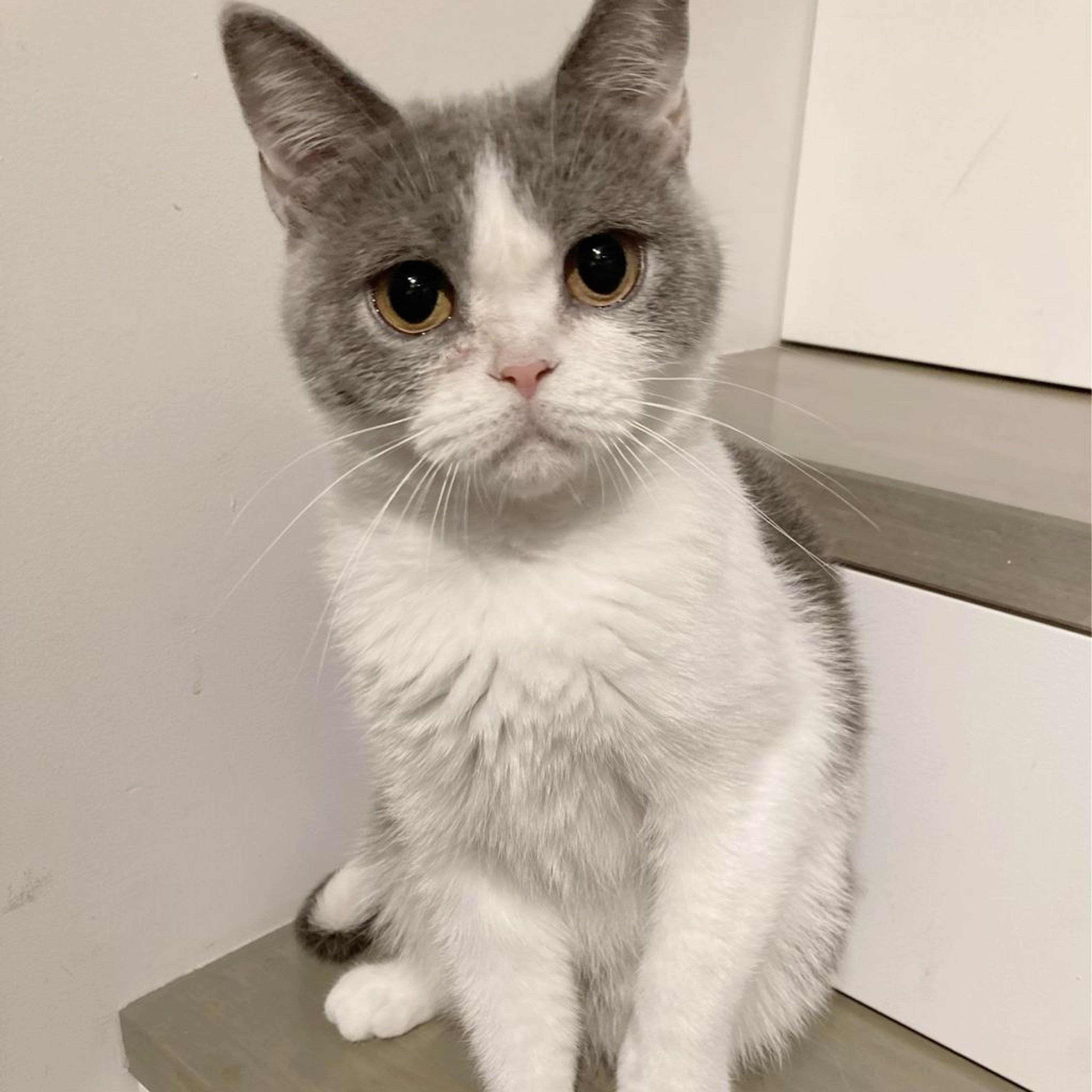 pet-image-3