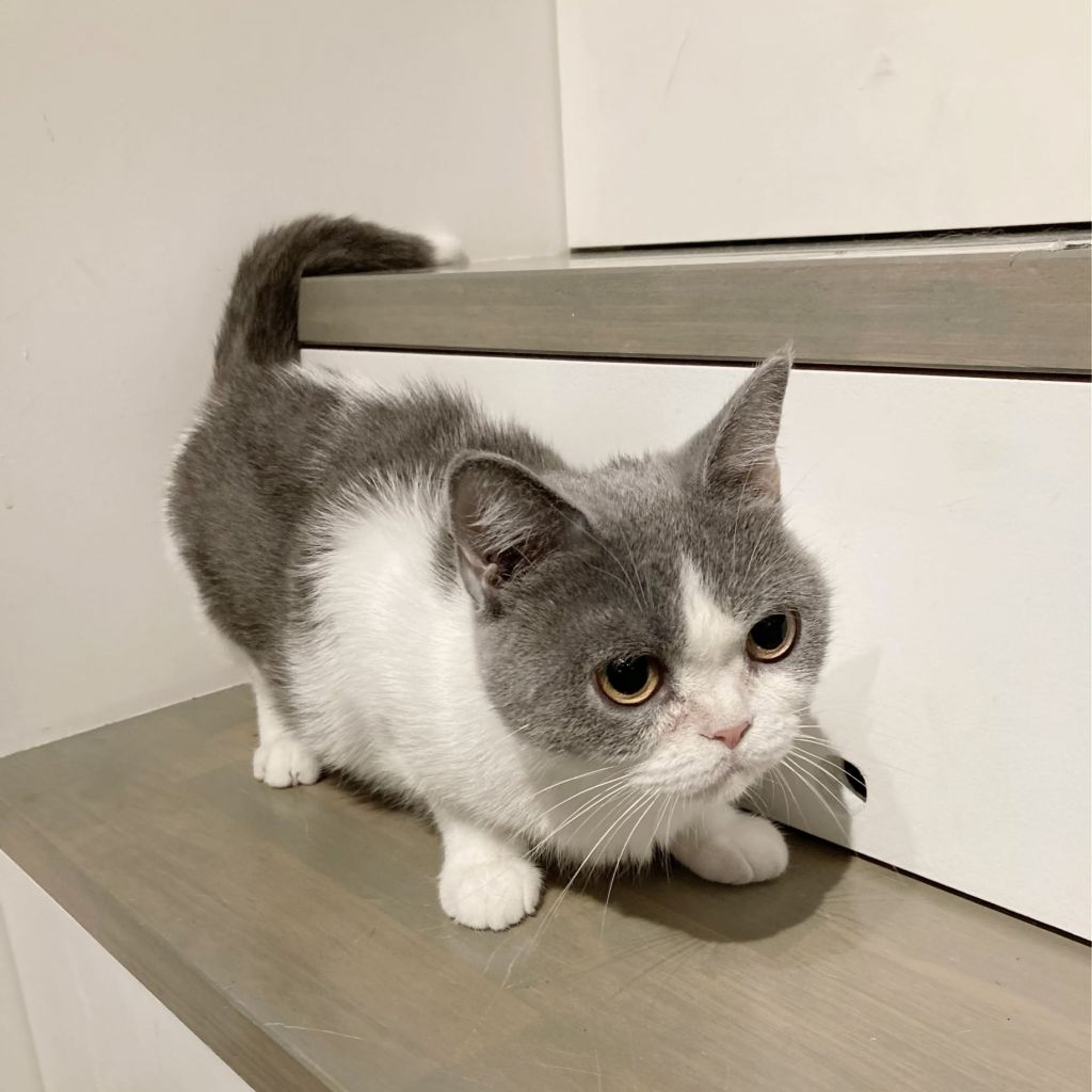 pet-image-4