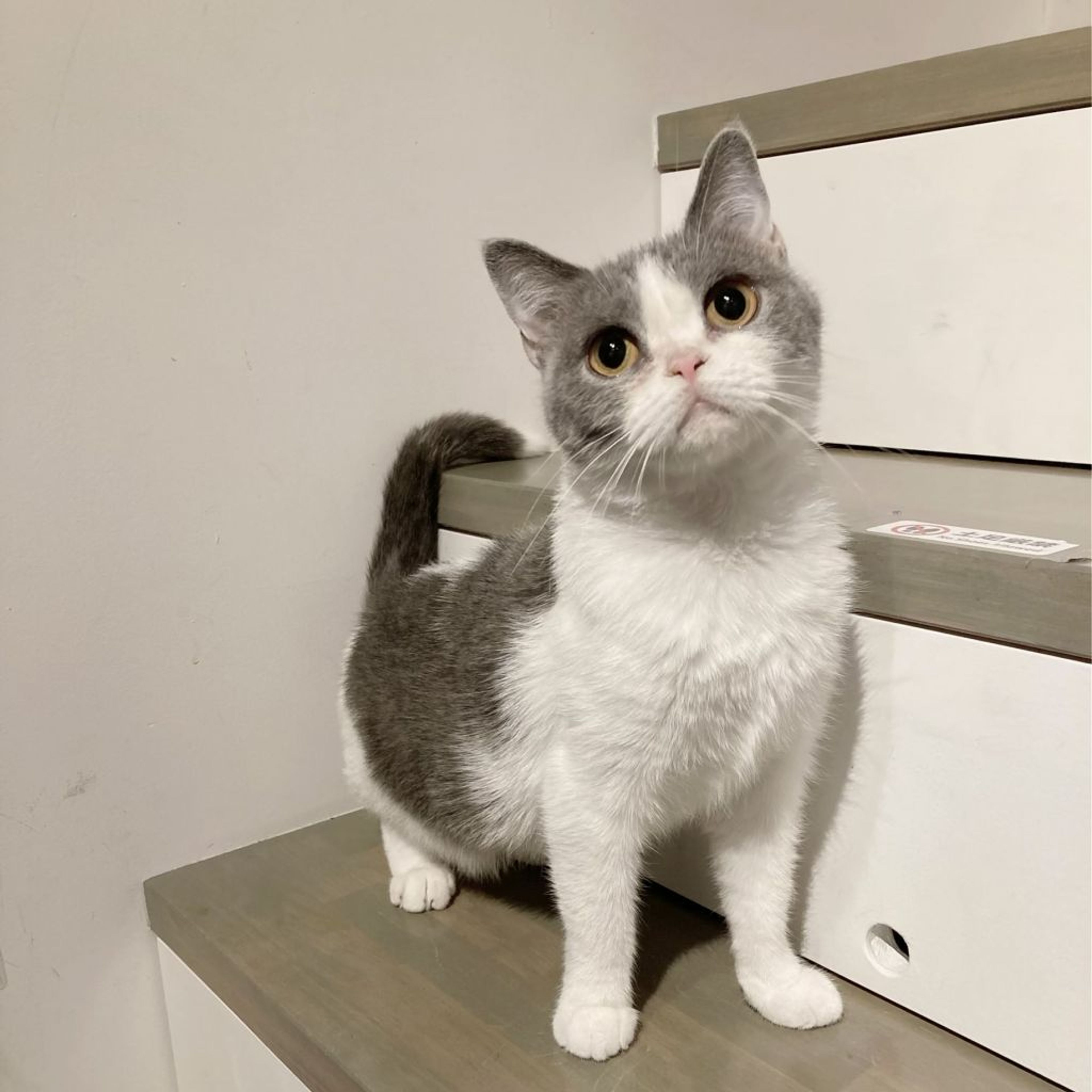 pet-image-5