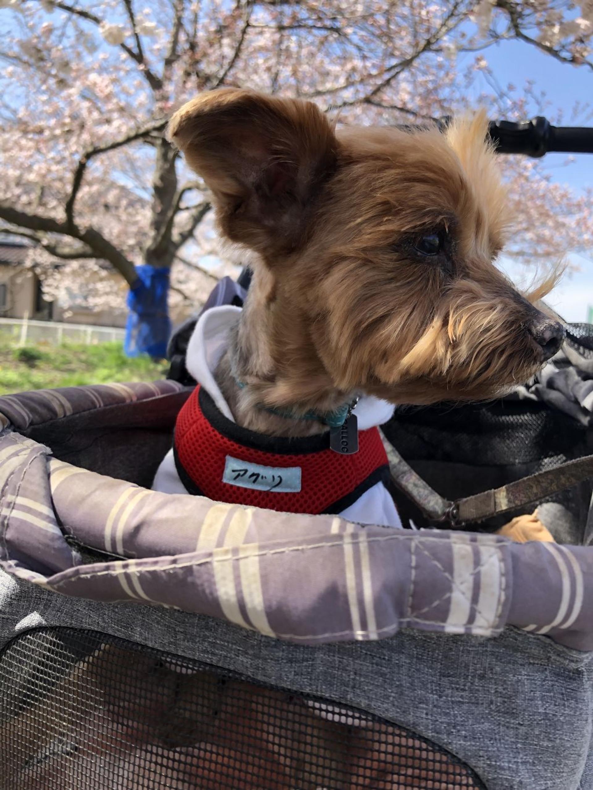 pet-image-2
