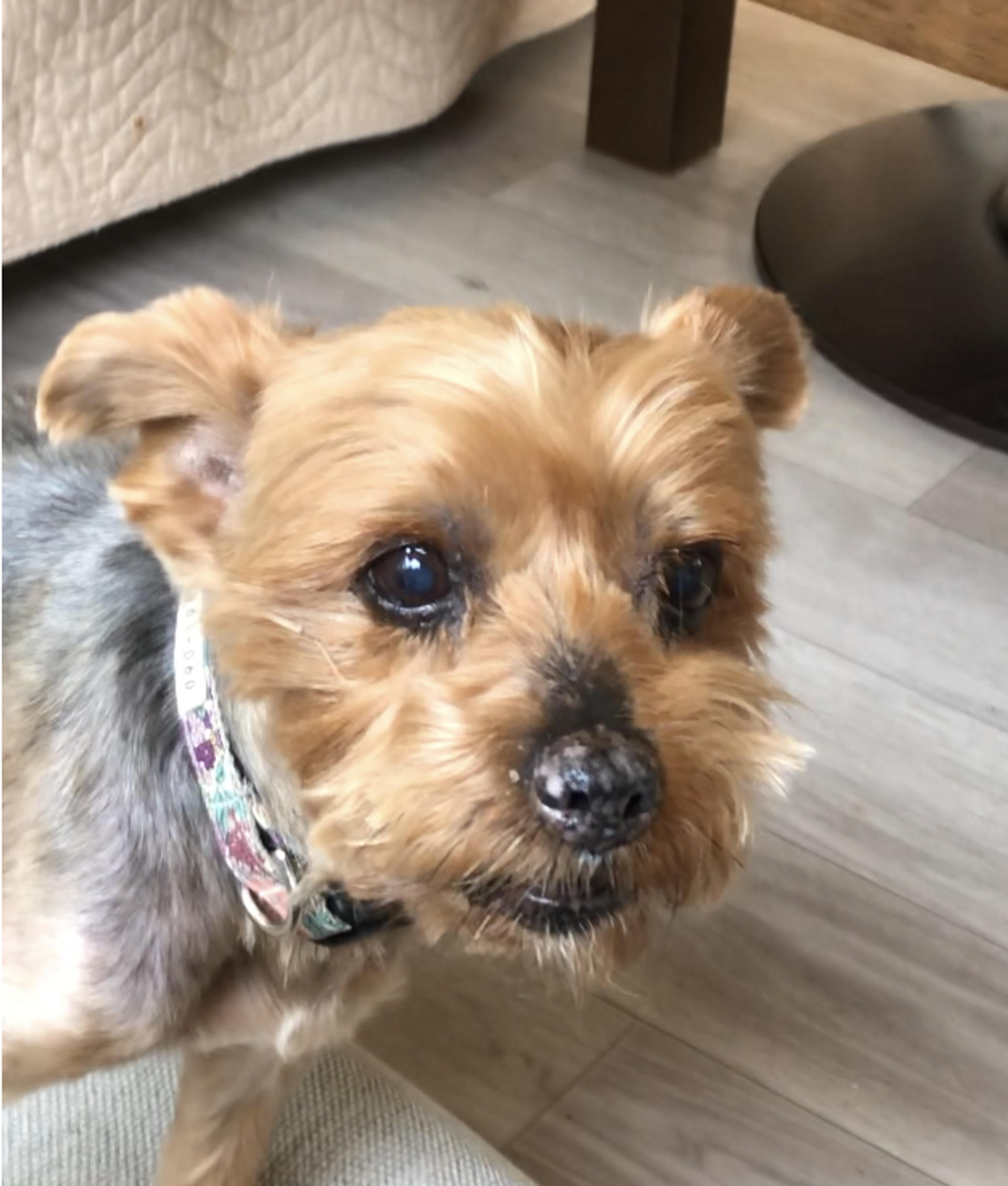 pet-image-3