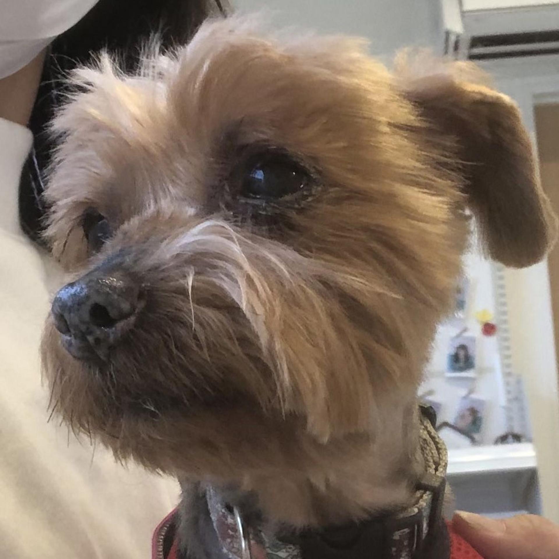pet-image-5