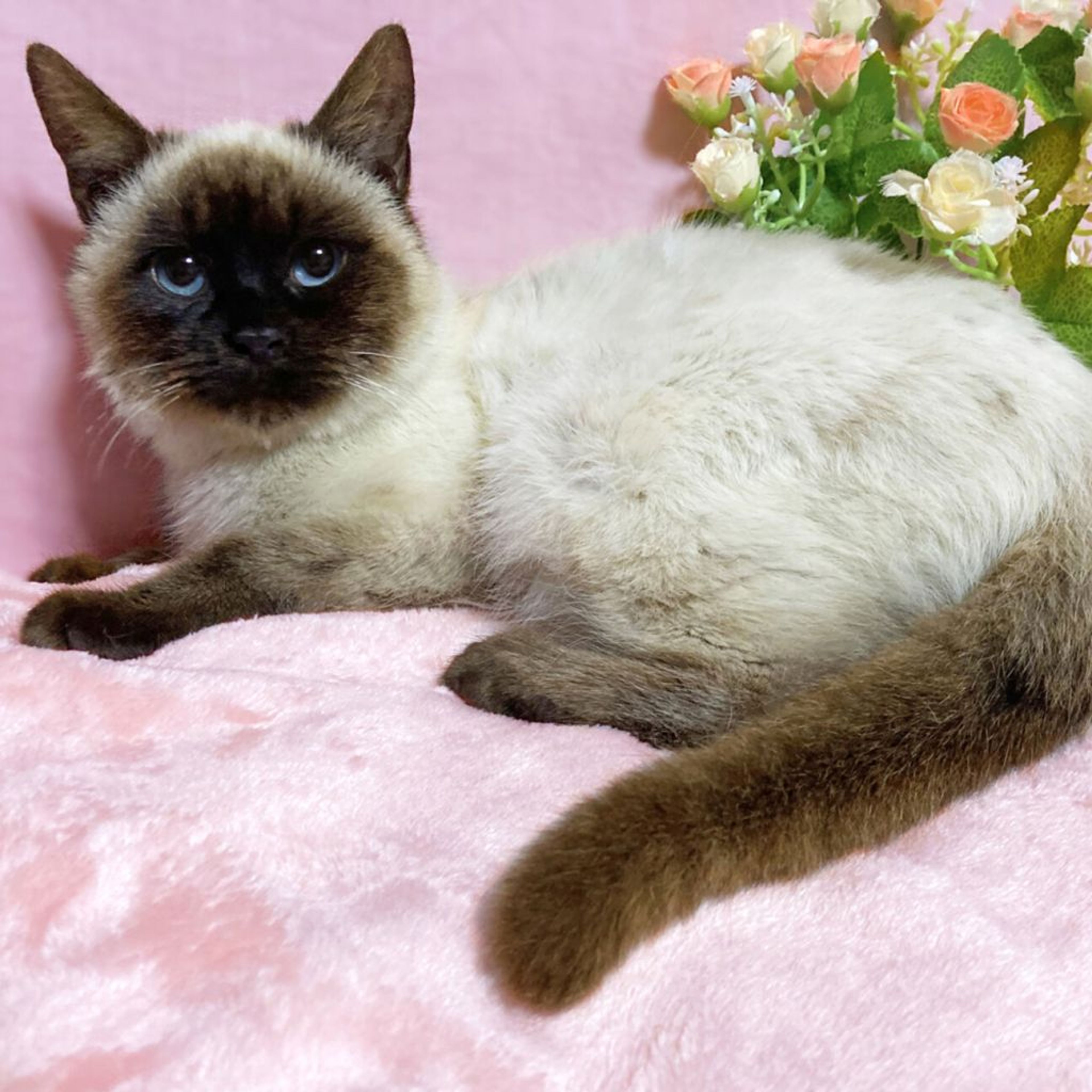 雑種（ミックス猫）・メスの里親募集の写真